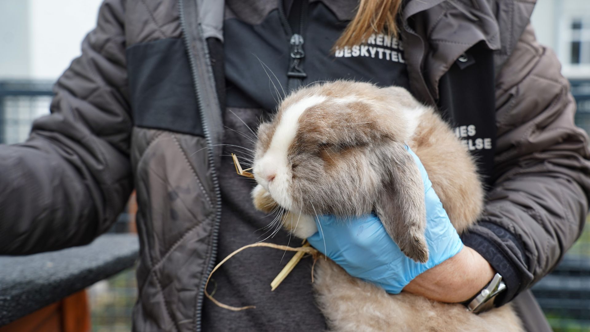 Medarbejder med kanin i hånd.