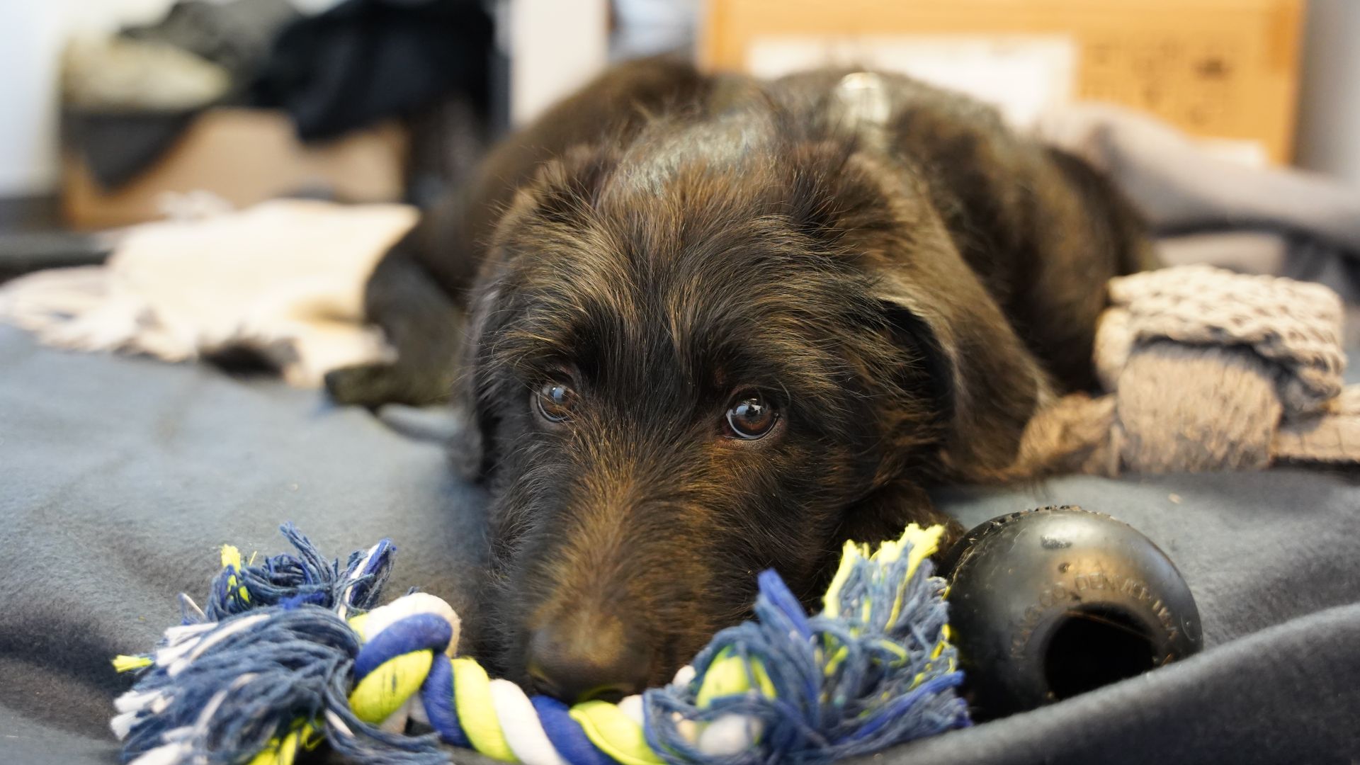 En sort hund med mellemlang pels ligger lavt på et mørkeblåt tæppe. Den kigger op med et ængsteligt blik og holder kroppen tæt mod gulvet. Foran sig har den et stykke legetøj og en sort bold. Baggrunden viser et dæmpet rum med papkasser og tekstiler.