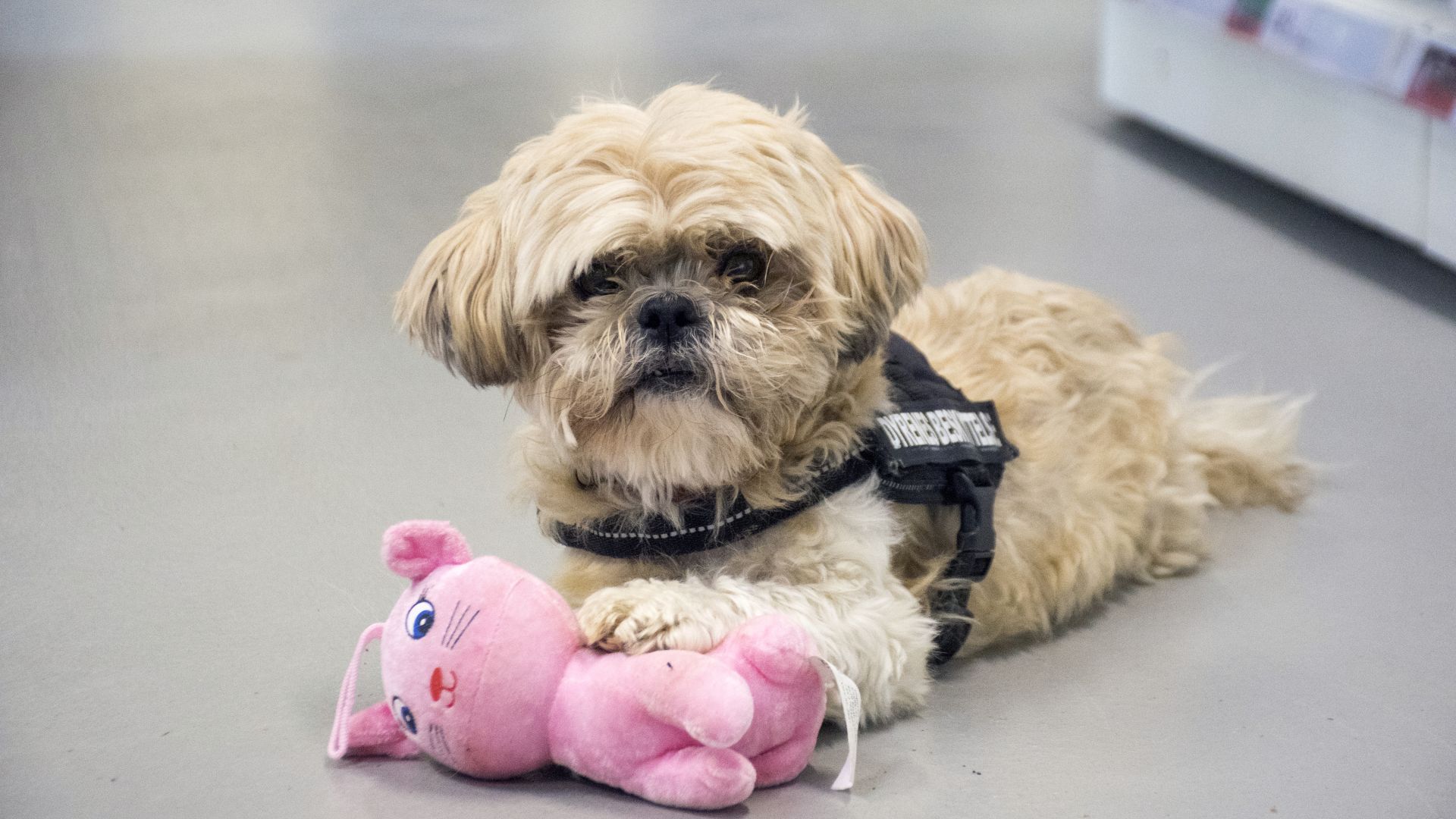 lysebrun hund ligger på gråt gulv med sele på, og har lyserød bamse ved poter