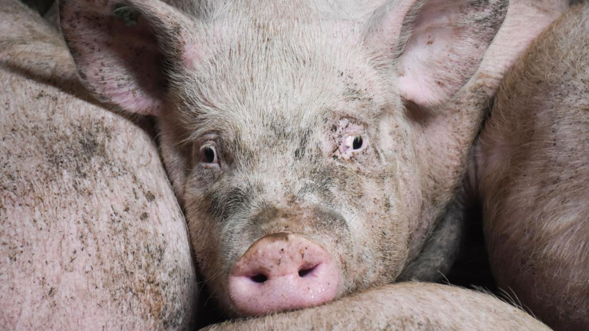 Foto: Thomas Degner / Dyrenes Beskyttelse