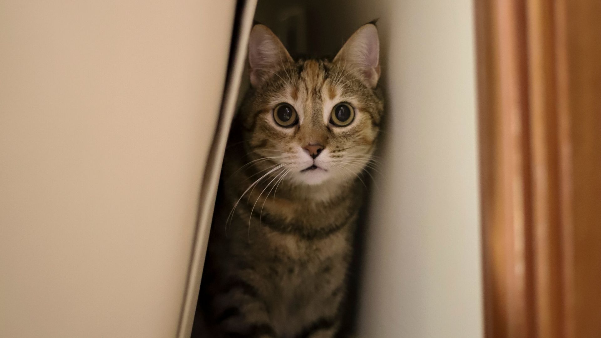 Kat gemmer sig bag sofa