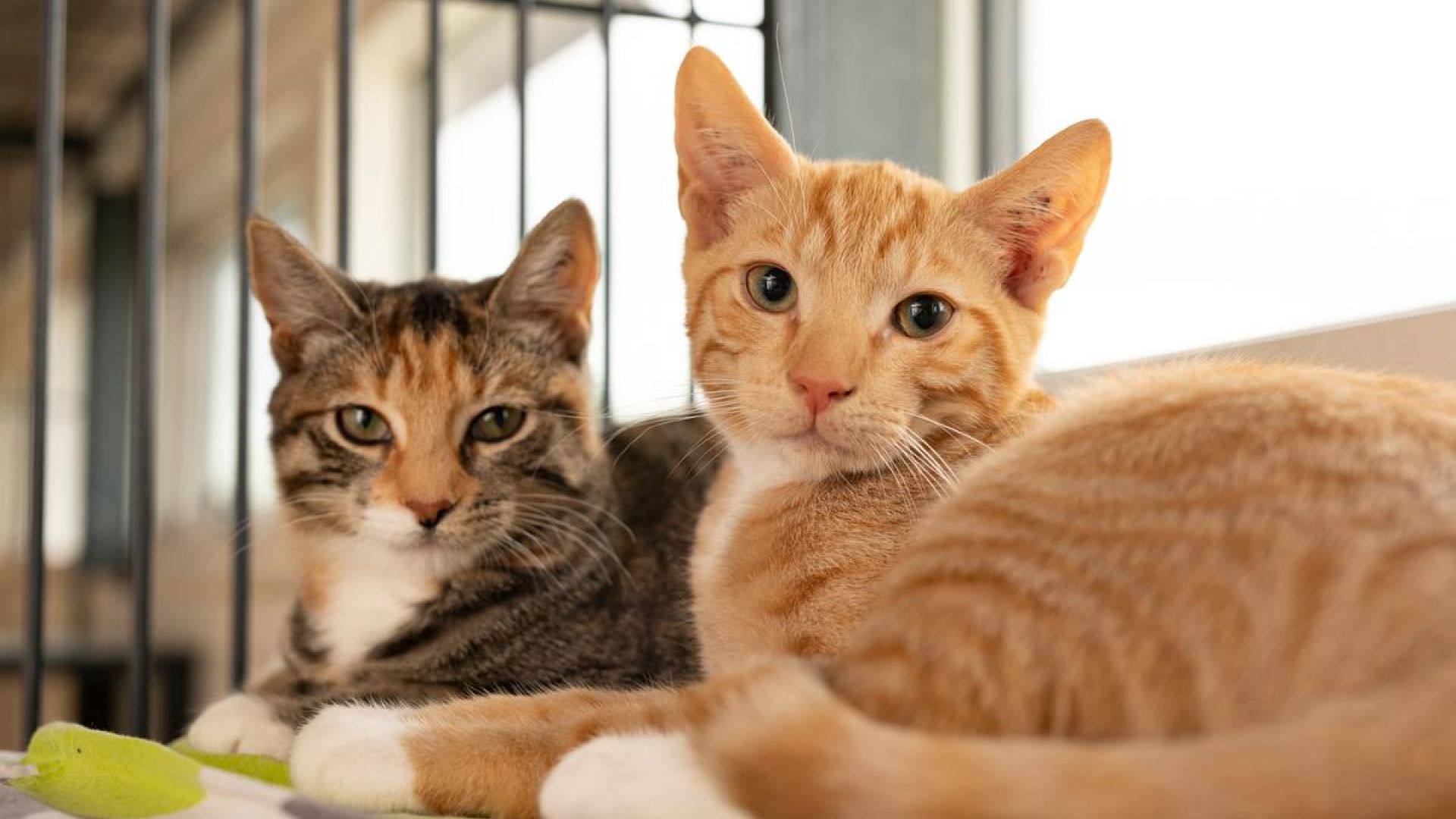 To voksne katte kigger i kamera