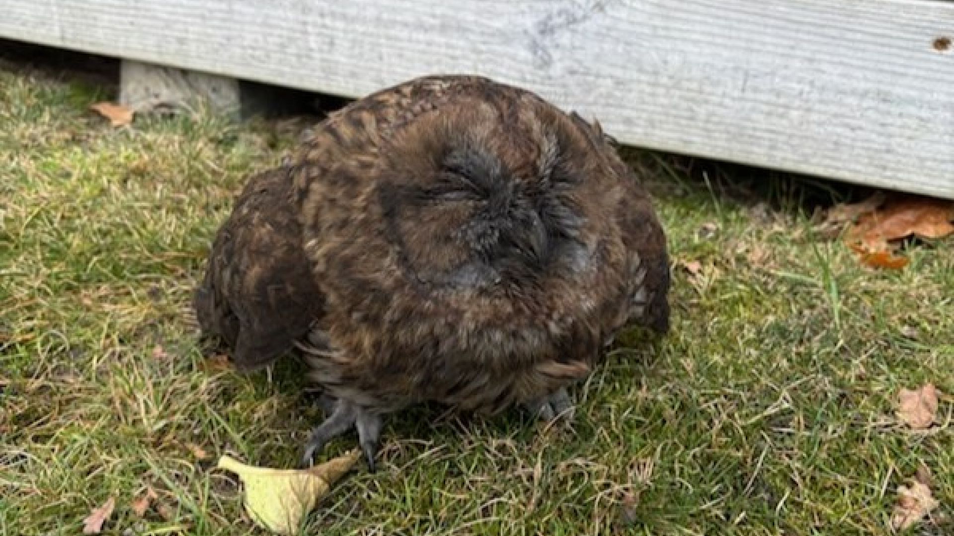 Det var en noget medtaget natugle, der endelig kom ud af skorstenen. Fjerdragten var smurt ind i sod og lungerne fyldte med røg. Foto: Michelle Braganza