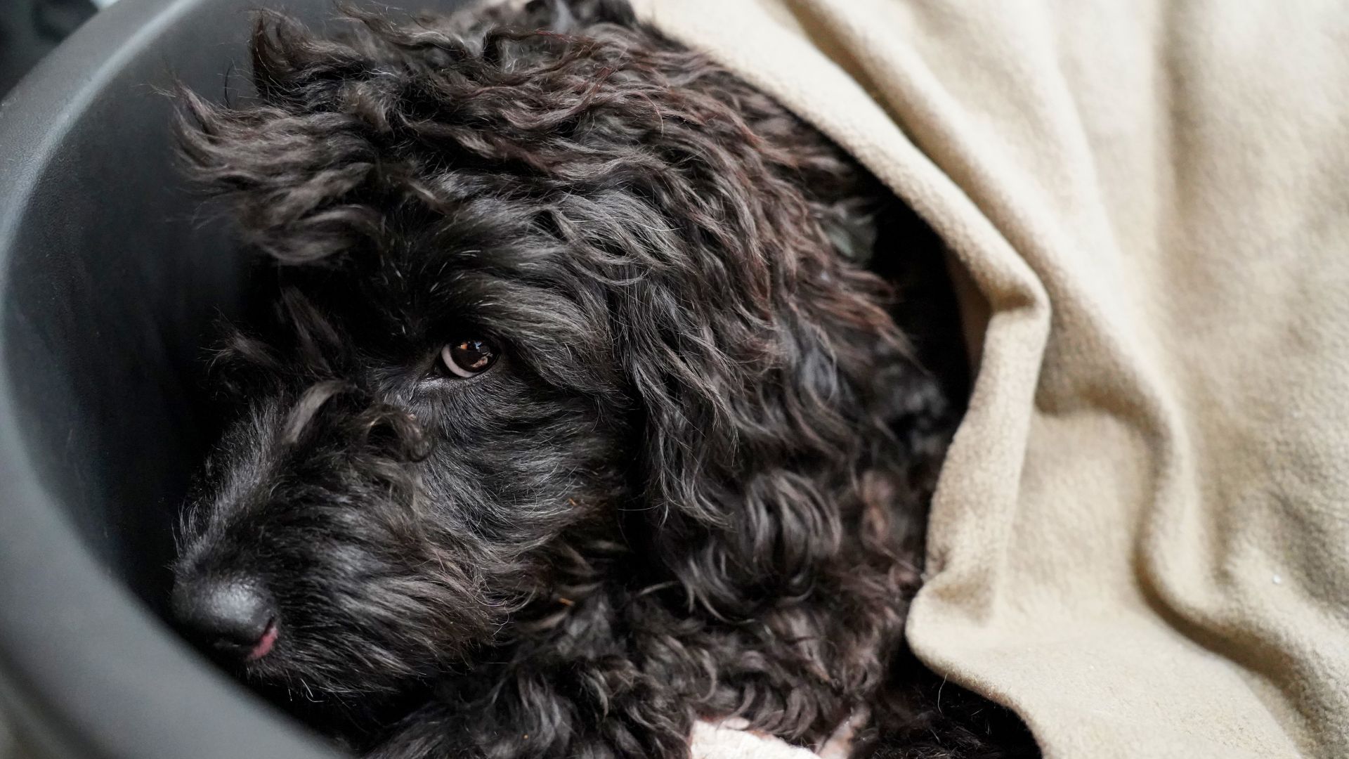 sort hund ligger i kurv med tæppe på