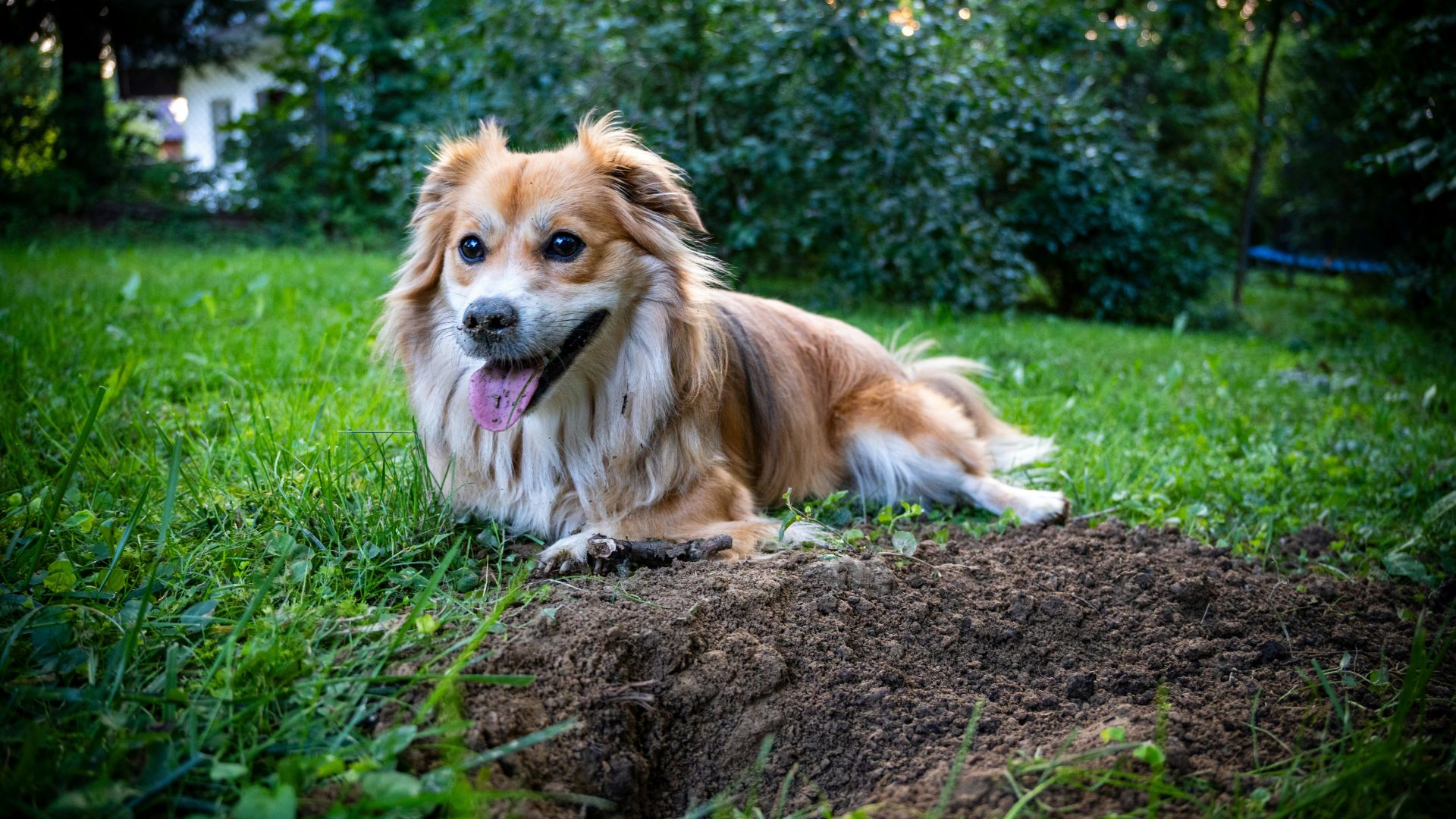 I langt de fleste tilfælde skyldes det en naturlig, nedarvet adfærd, når hunde gemmer godbidder og legetøj i hjemmet. Foto: Michal Robak/Unsplash