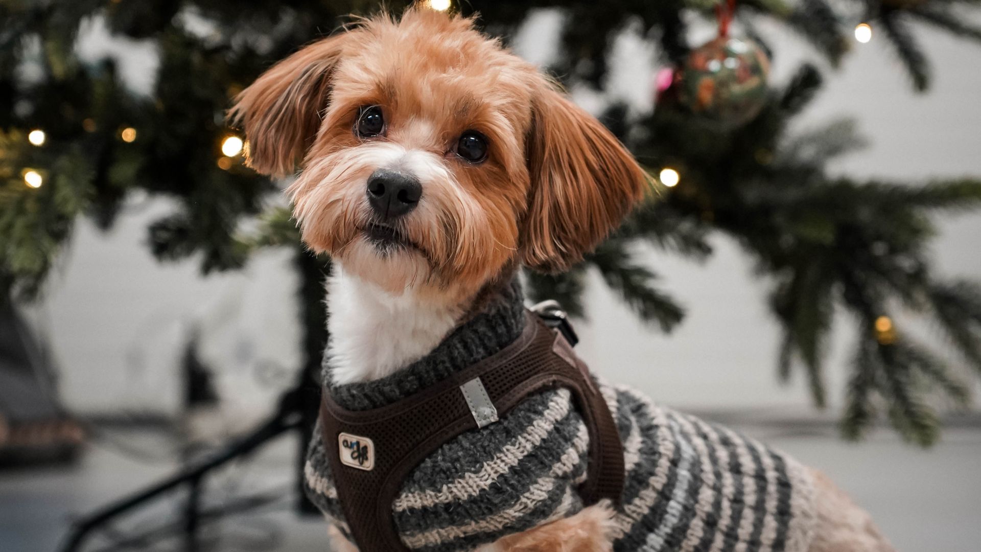 hund i sweater foran juletræ