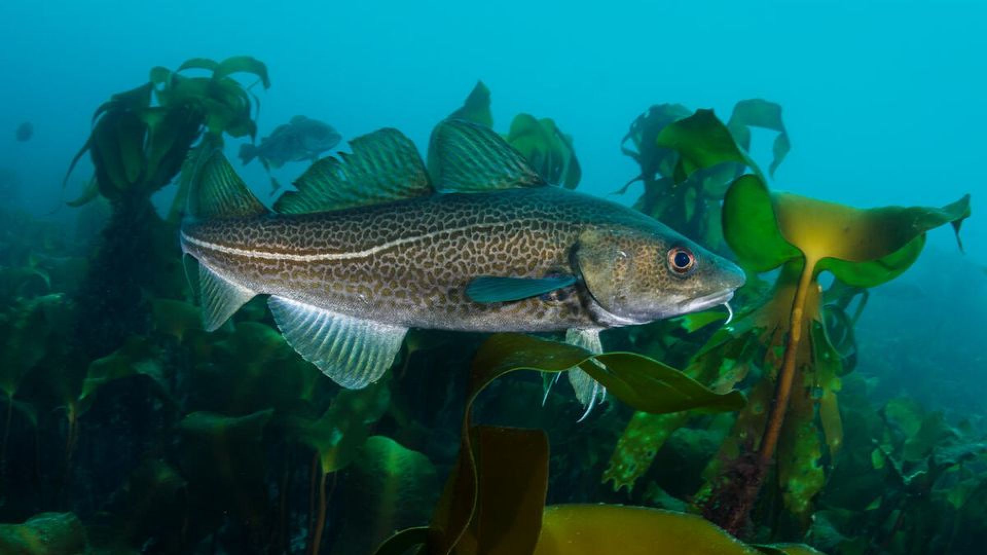 Hvis ikke torskefiskeriet bremses hårdt op, advarer forskerne om, at flere bestandene helt kan kollapse. Foto: © Alexander Mustard / WWF-UK