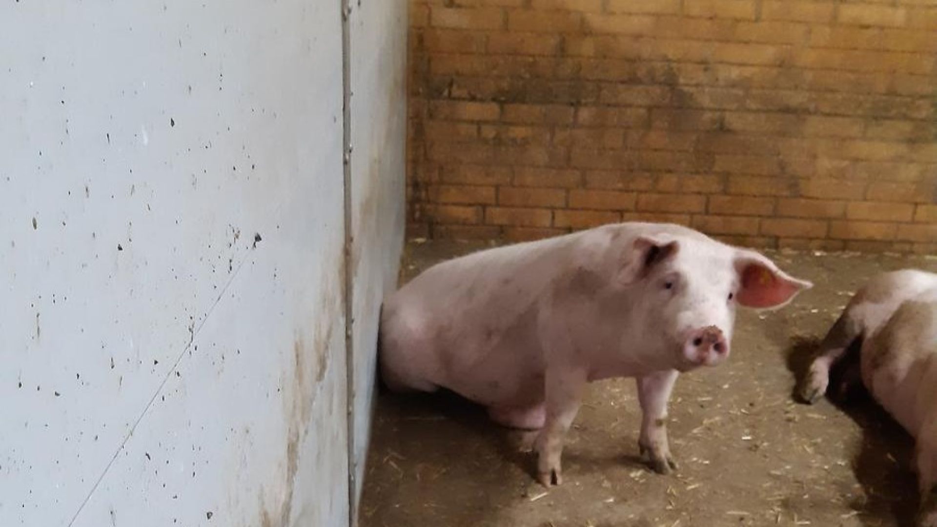 Grisene bliver ikke beskyttet af kontrollen i staldene, på slagteriet og transporterne. Foto: Fødevarestyrelsen