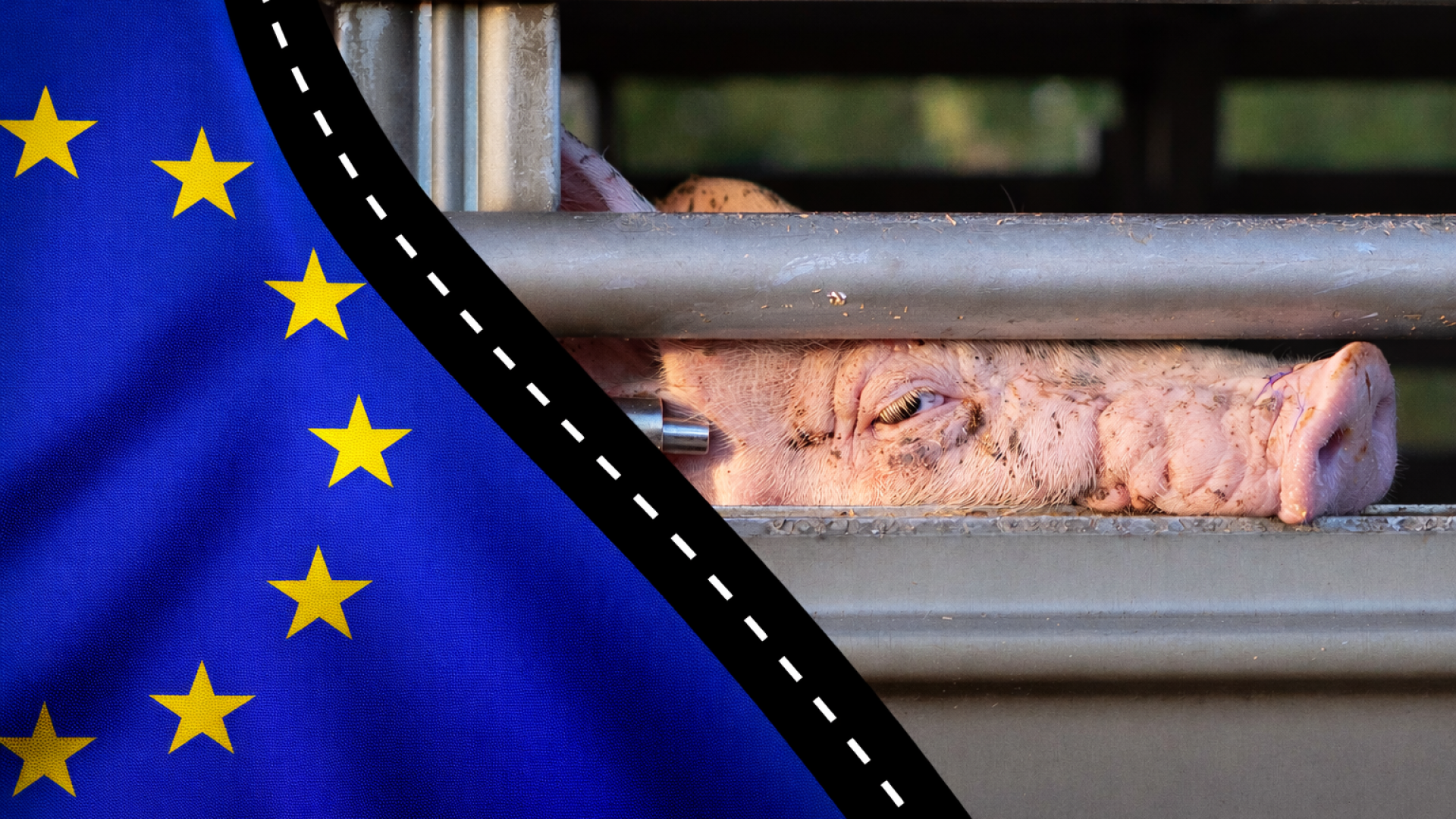 Gris på transport - og et EU-flag