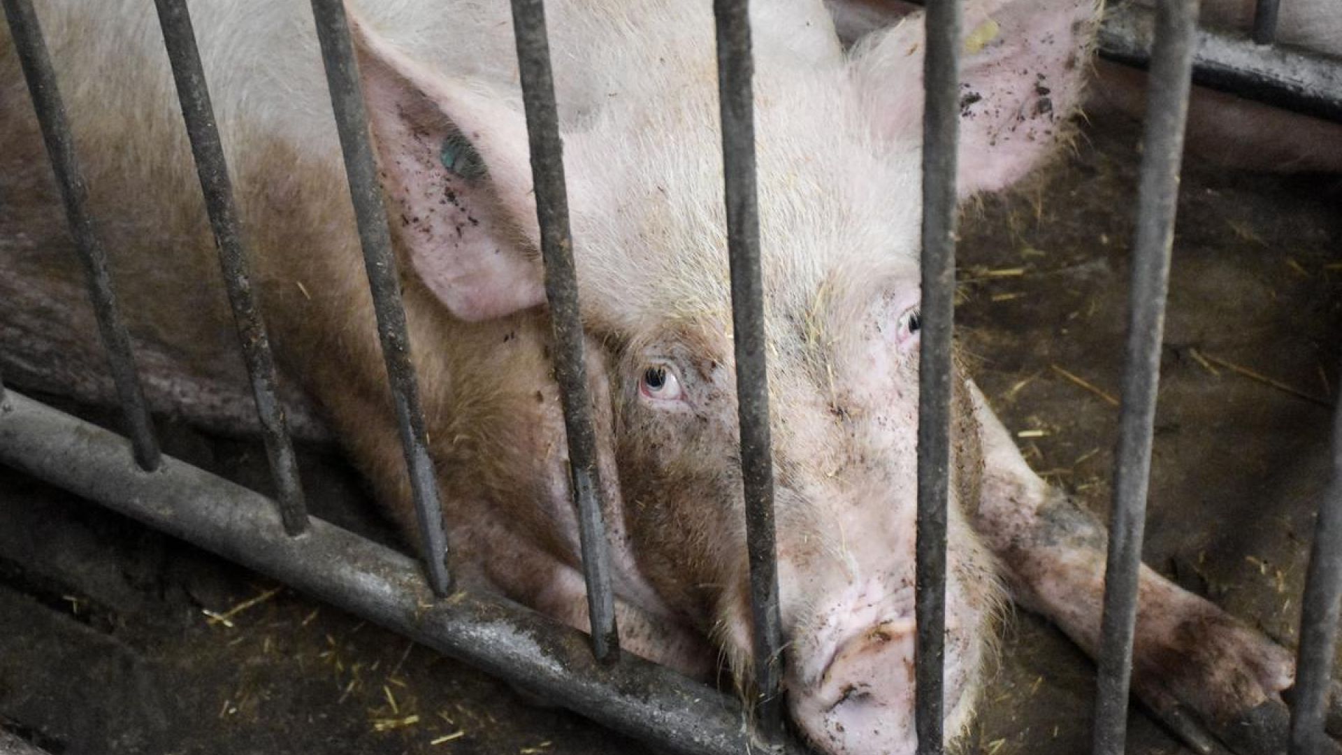 Fiksering af soen er en af de fire ting, som borgerforslaget skal gøre op med. Foto: Cathrine Cocks/Dyrenes Beskyttelse