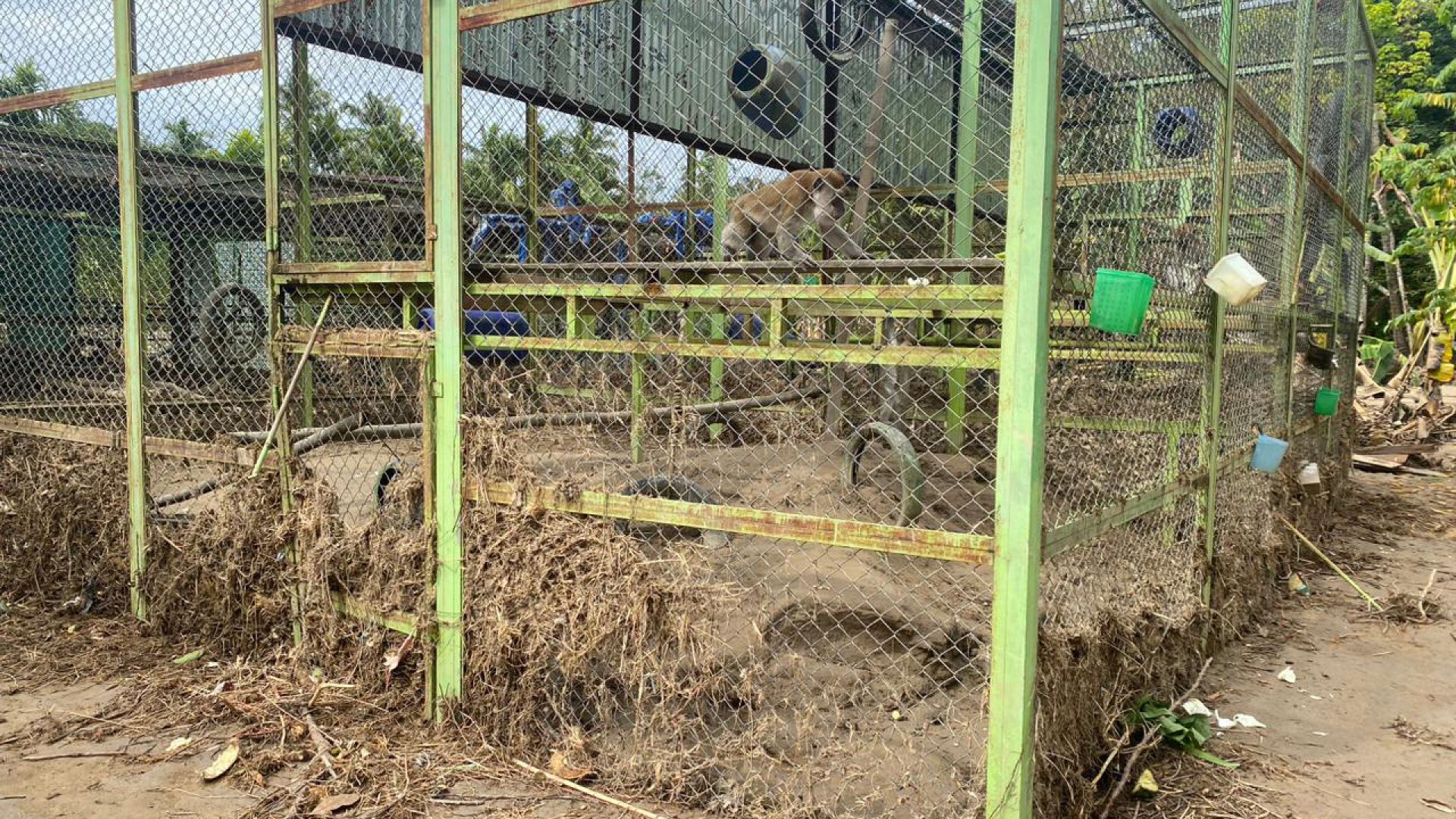 abe sidder i bur, der er blevet oversvømmet 