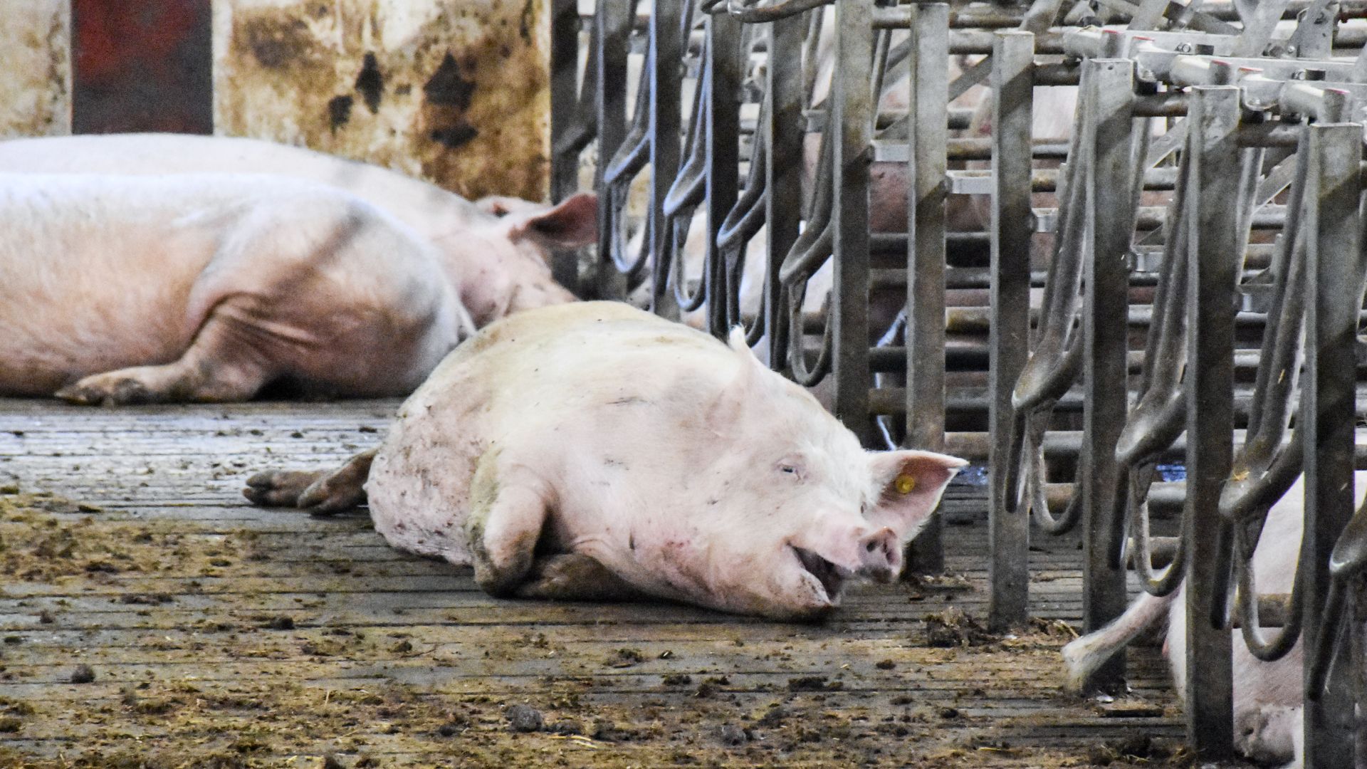 Dyrevelfærdsloven bliver på en lang række områder ikke overholdt i den industrielle svineproduktion. Foto: Dyrenes Beskyttelse