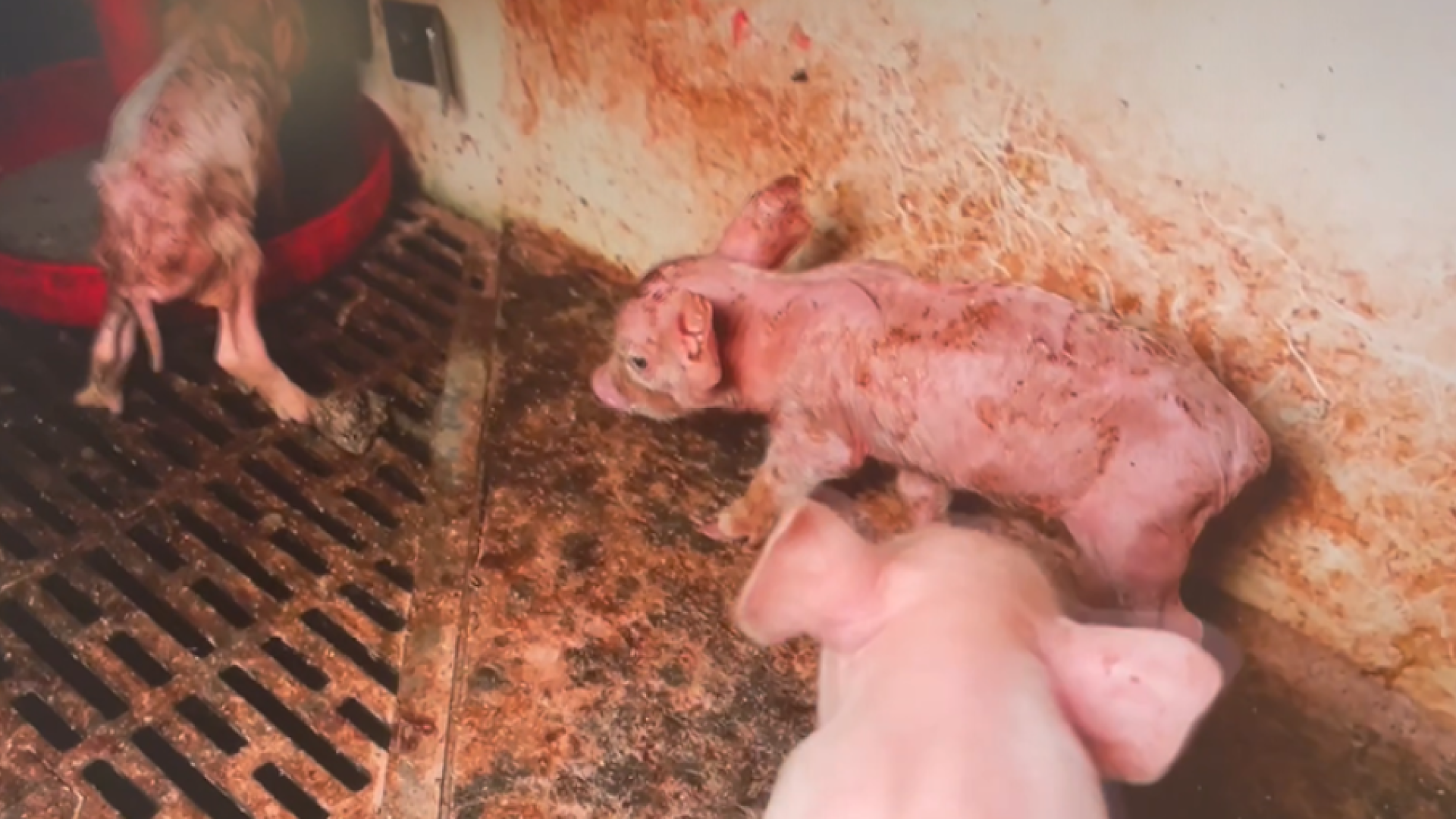 Billeder fra formanden for Danske Svineproducenters stald. Screendump: TV2