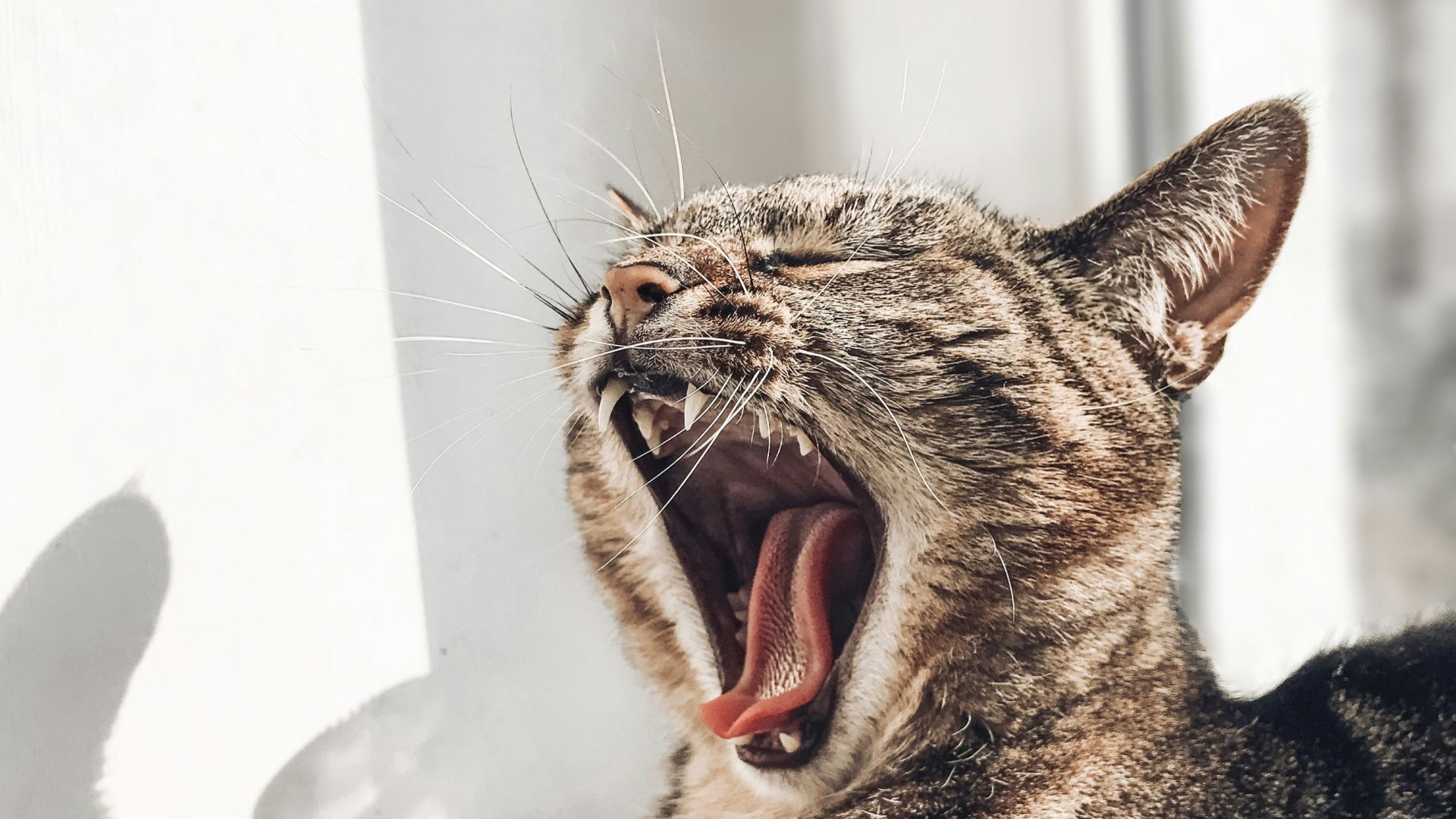 Kat med munden på vidt gab