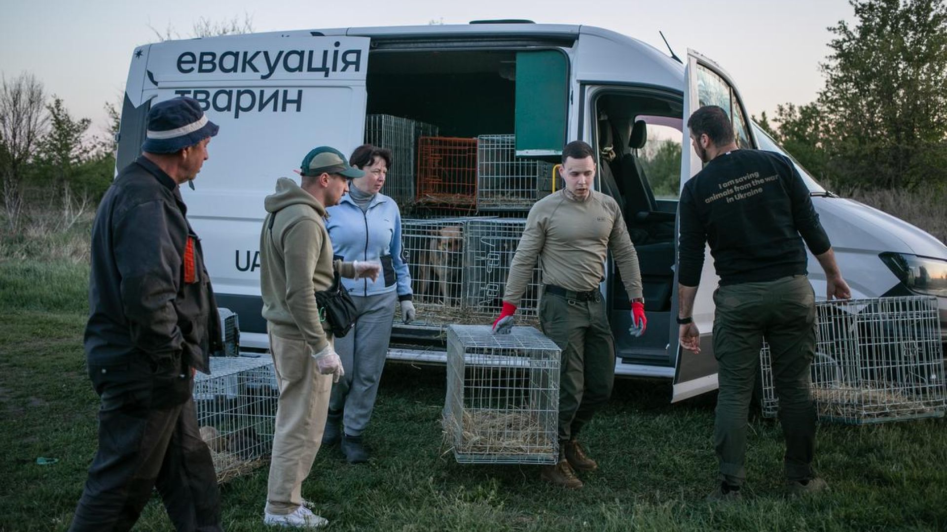 Fem mennesker er ved at laste nogle bure med dyr ind i en hvid varevogn.