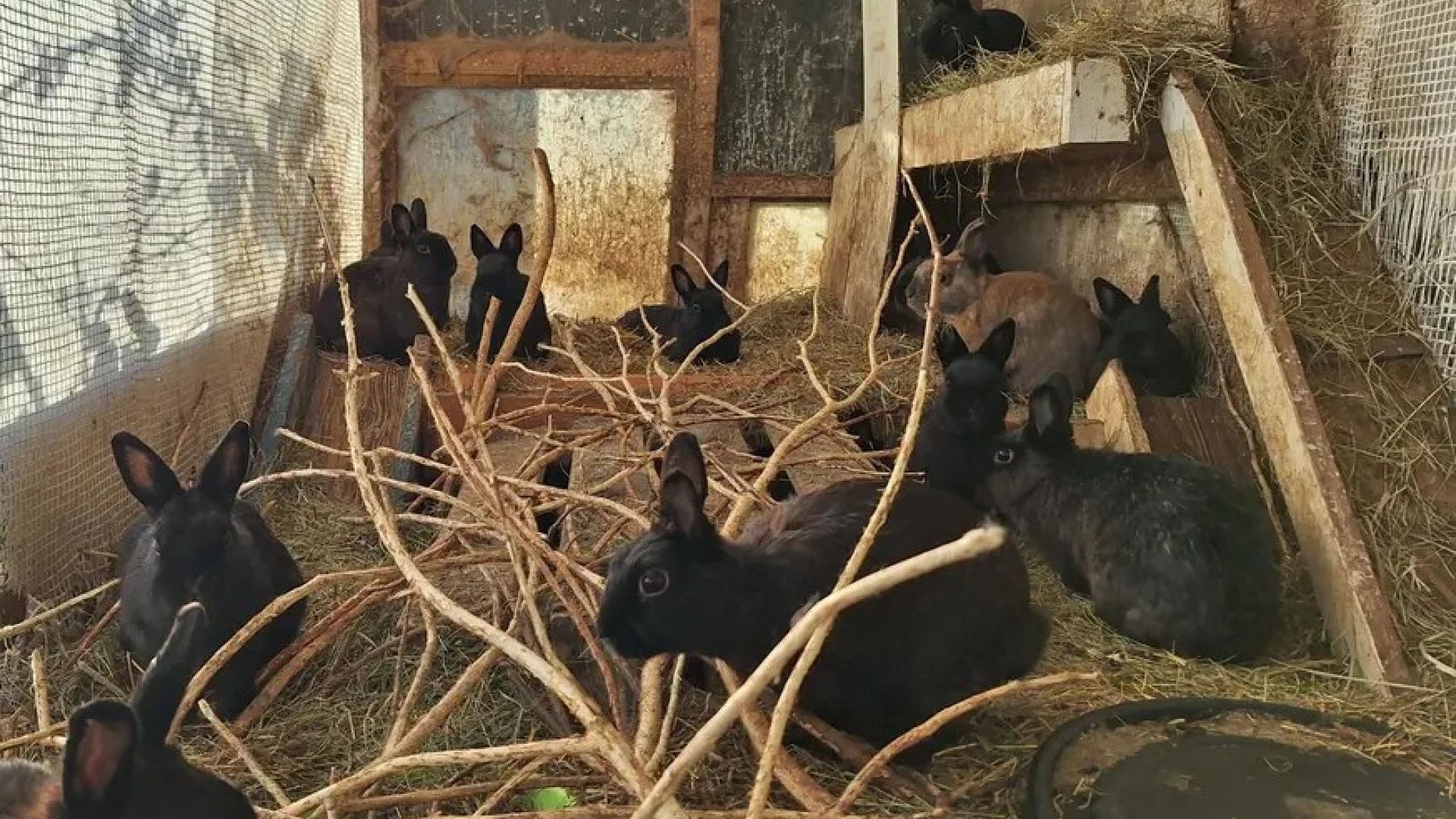 Mange kaniner sidder tæt sammen i et lille, mørkt skur med halm og grene på gulvet. Pladsen virker trang og urolig.