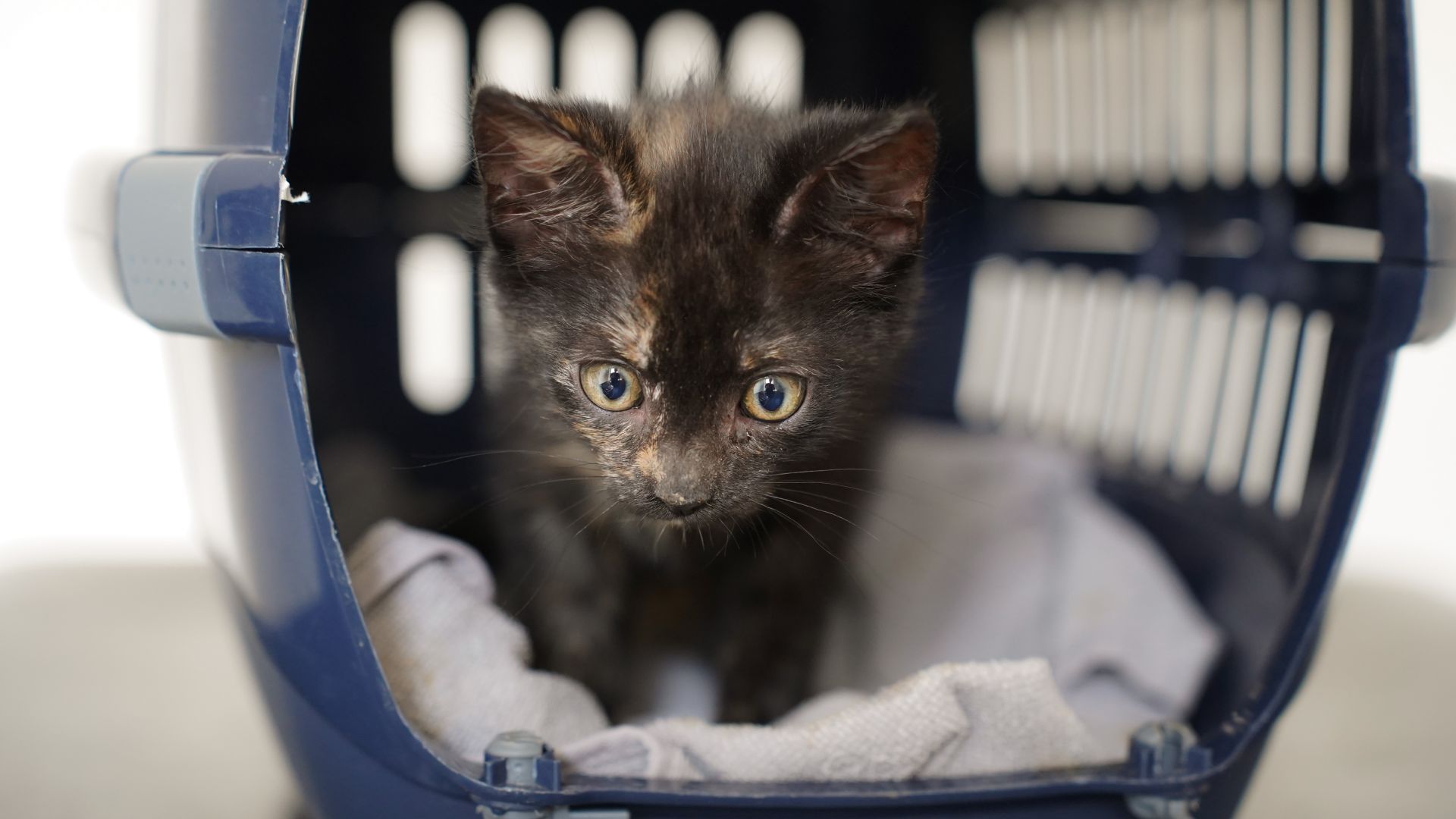 En lille killing kigger ud af en transportkasse