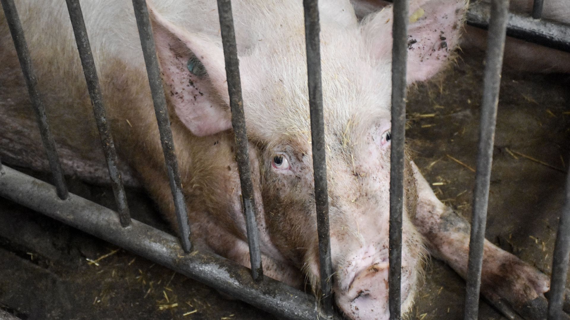 Det tegner til, at grisene bliver en politisk dagsorden under folketingsvalget 2026. 