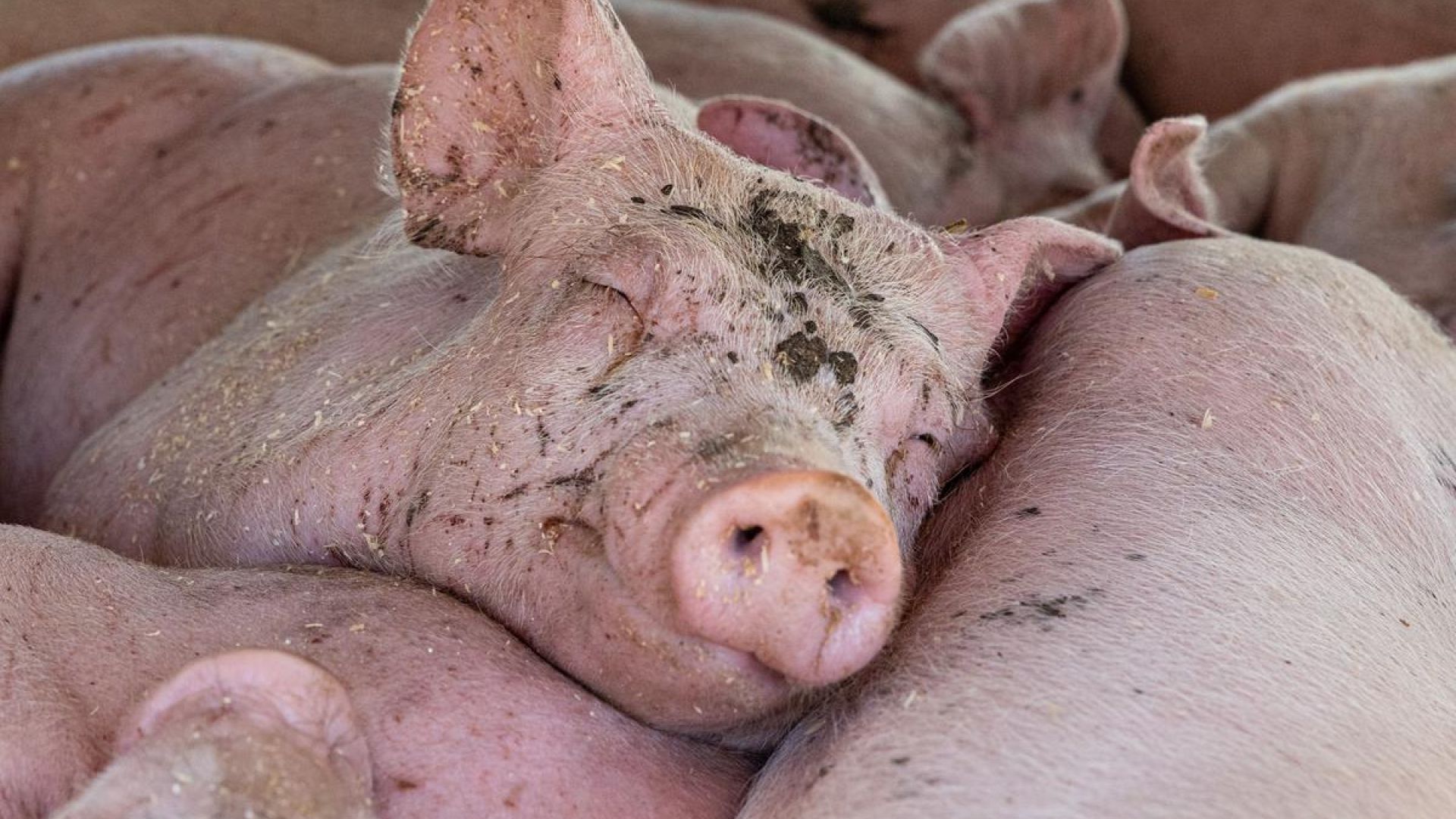 Gris ombord på transport lider i varmen. 
