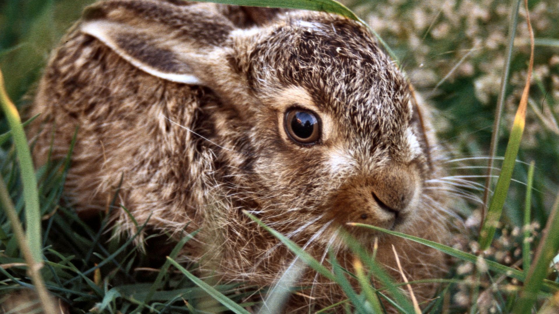 Harekilling helt tæt på i græsset