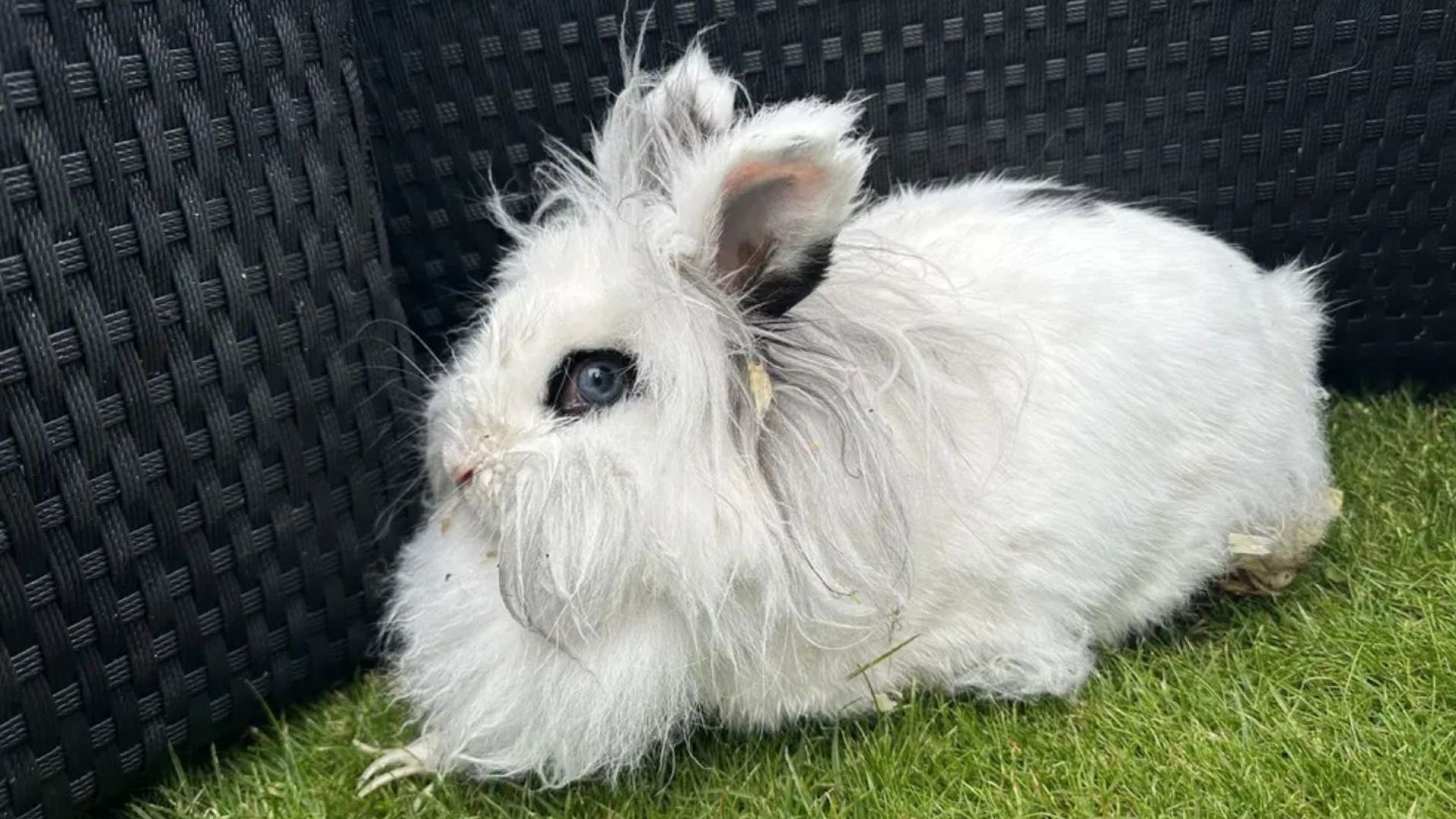 Langhåret, hvid kanin sidder i græsplæne