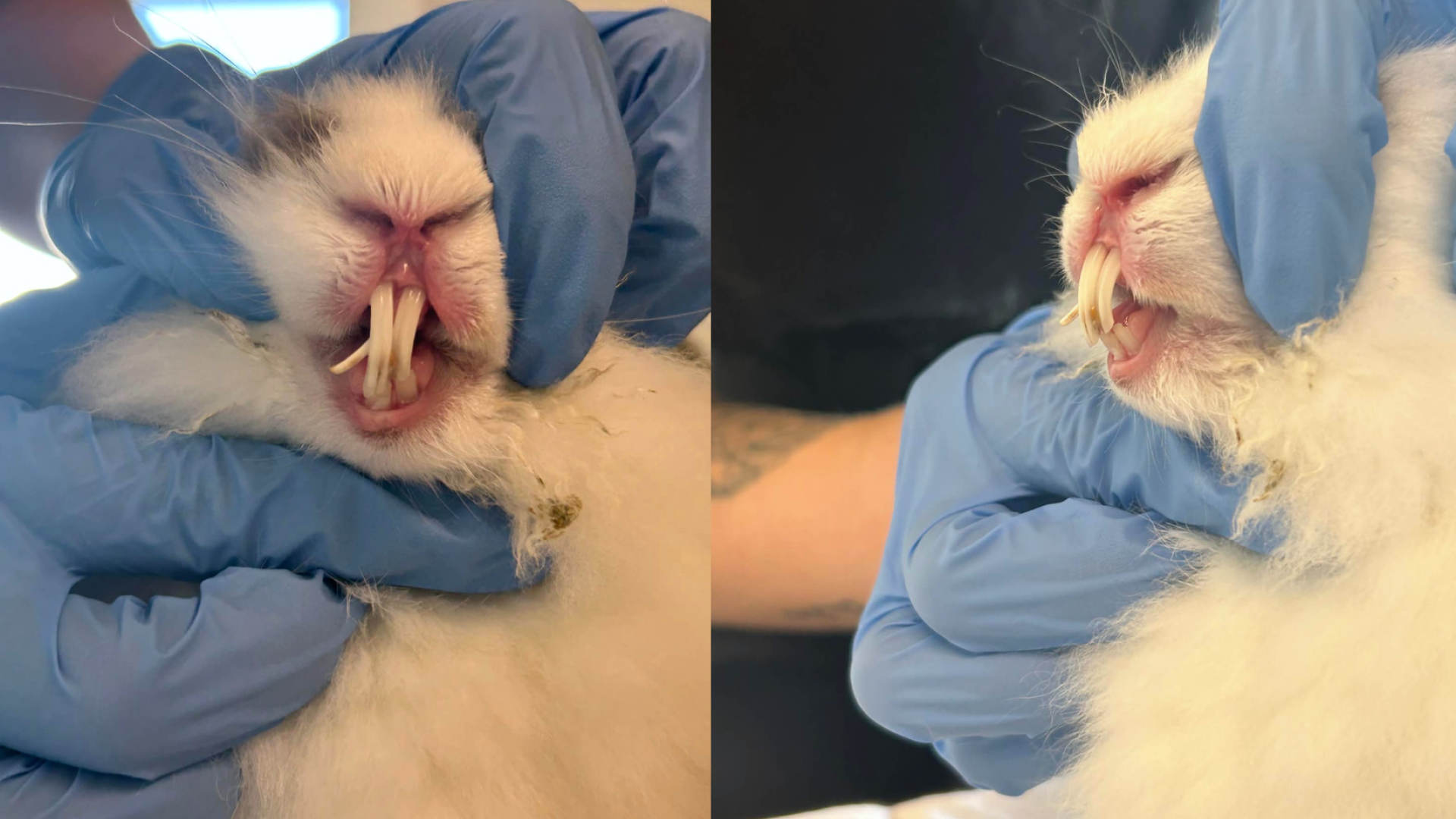 Nærbillede af en hvid kanin, der holdes af en person med handsker. Kaninens fortænder er meget lange og vokser skævt ud af munden.