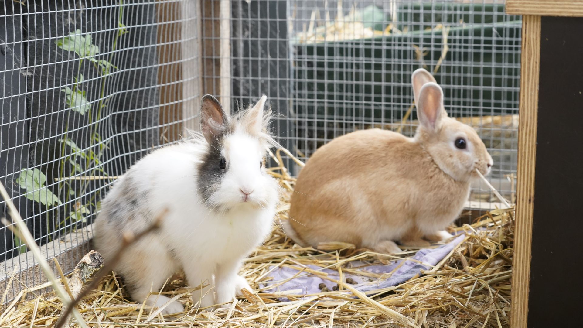 To kaniner sidder sammen i et bur på et leje af halm. Den ene er hvid med grå pletter, den anden er lysebrun.