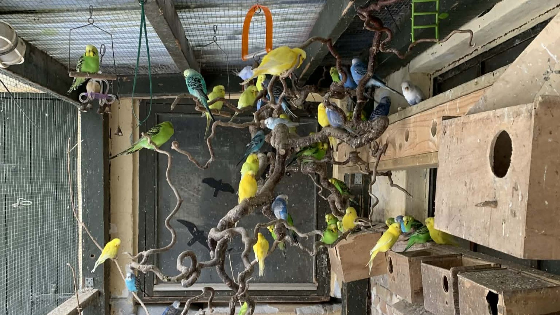 Undulaterne i volieret 