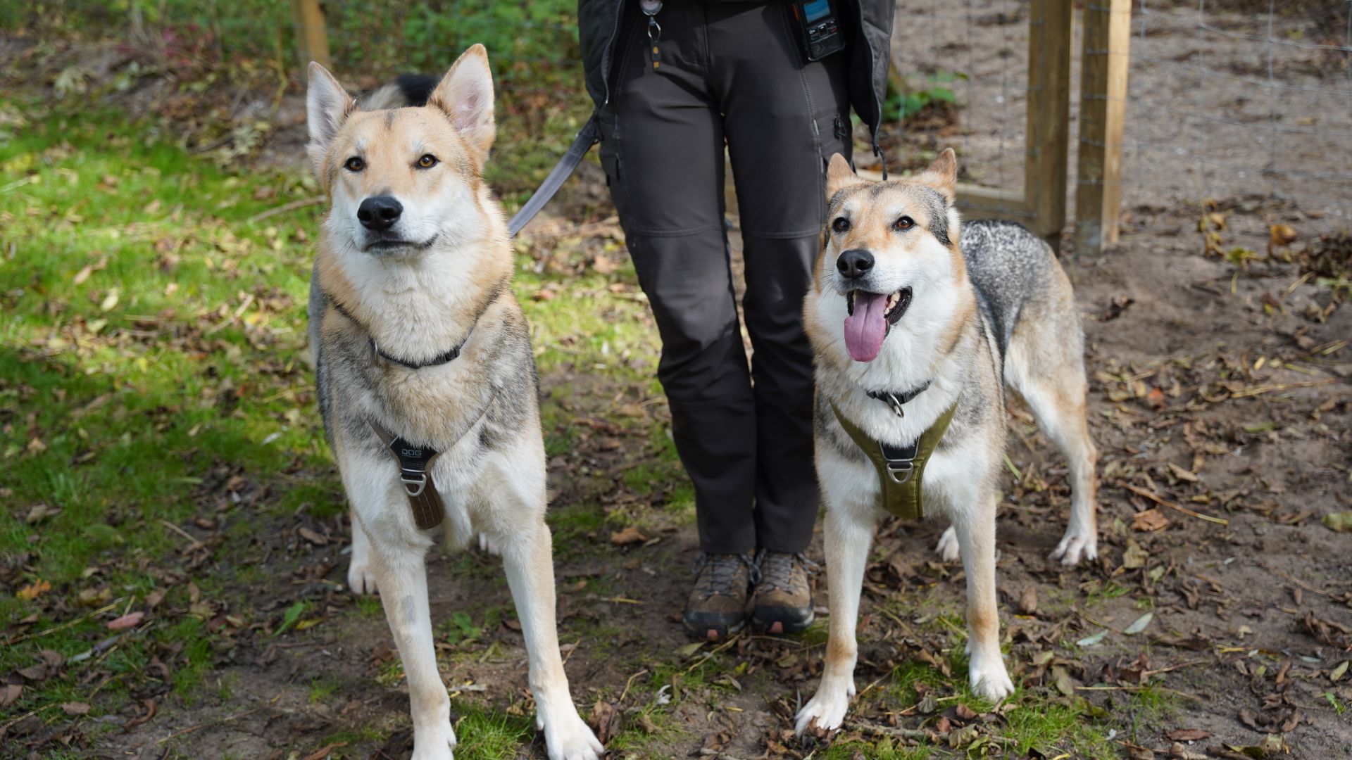 To ulvelignende hunde står i skovbunden foran en person, der holder dem i snor. 