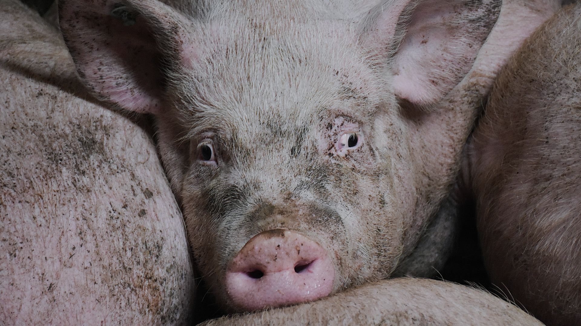 En gris kigger direkte mod kameraet i en tæt svinestald, omgivet af mange andre grise omkring sig.