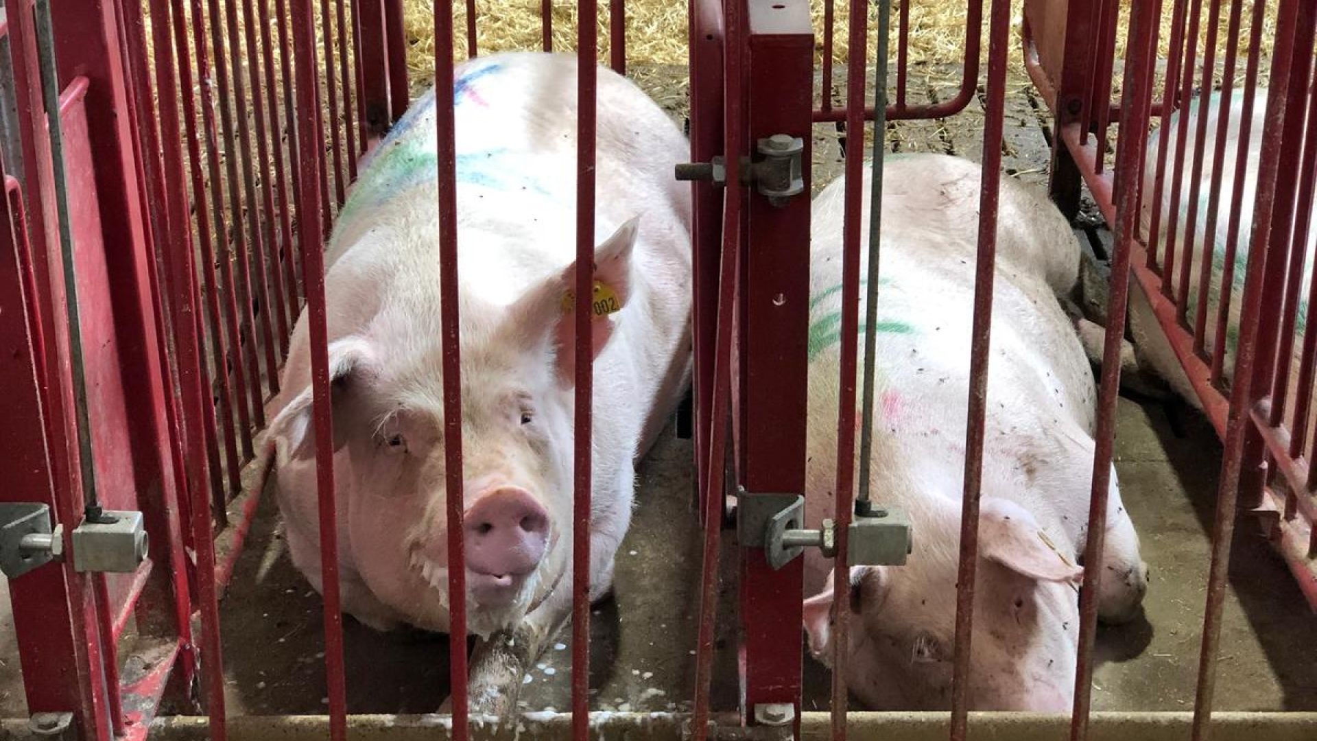 Bogen Flæsk er endnu et bevis i rækken over, hvor stort et politisk svigt grisene er udsat for. Foto: Cathrine Cocks/Dyrenes Beskyttelse