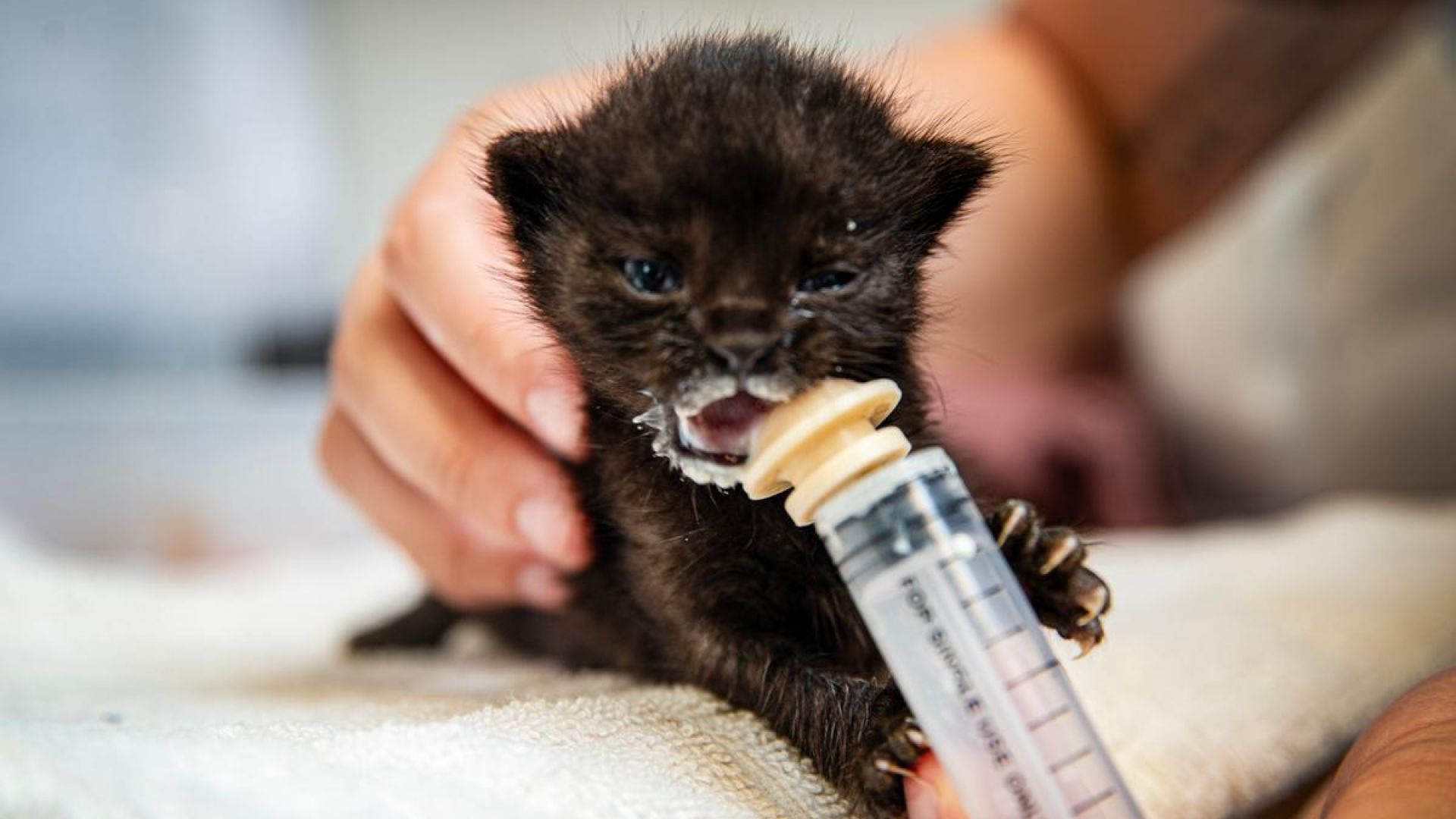 En meget lille sort killing får mælk fra en sprøjte.