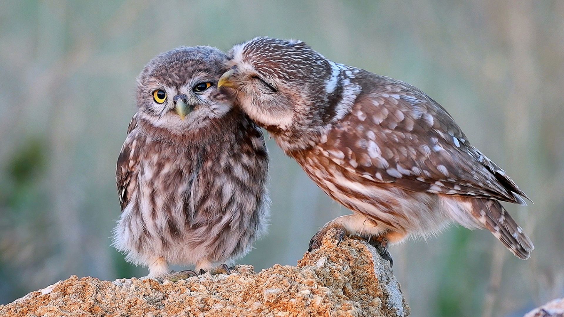 To kirkeugler gnubber kinderne mod hinanden. 