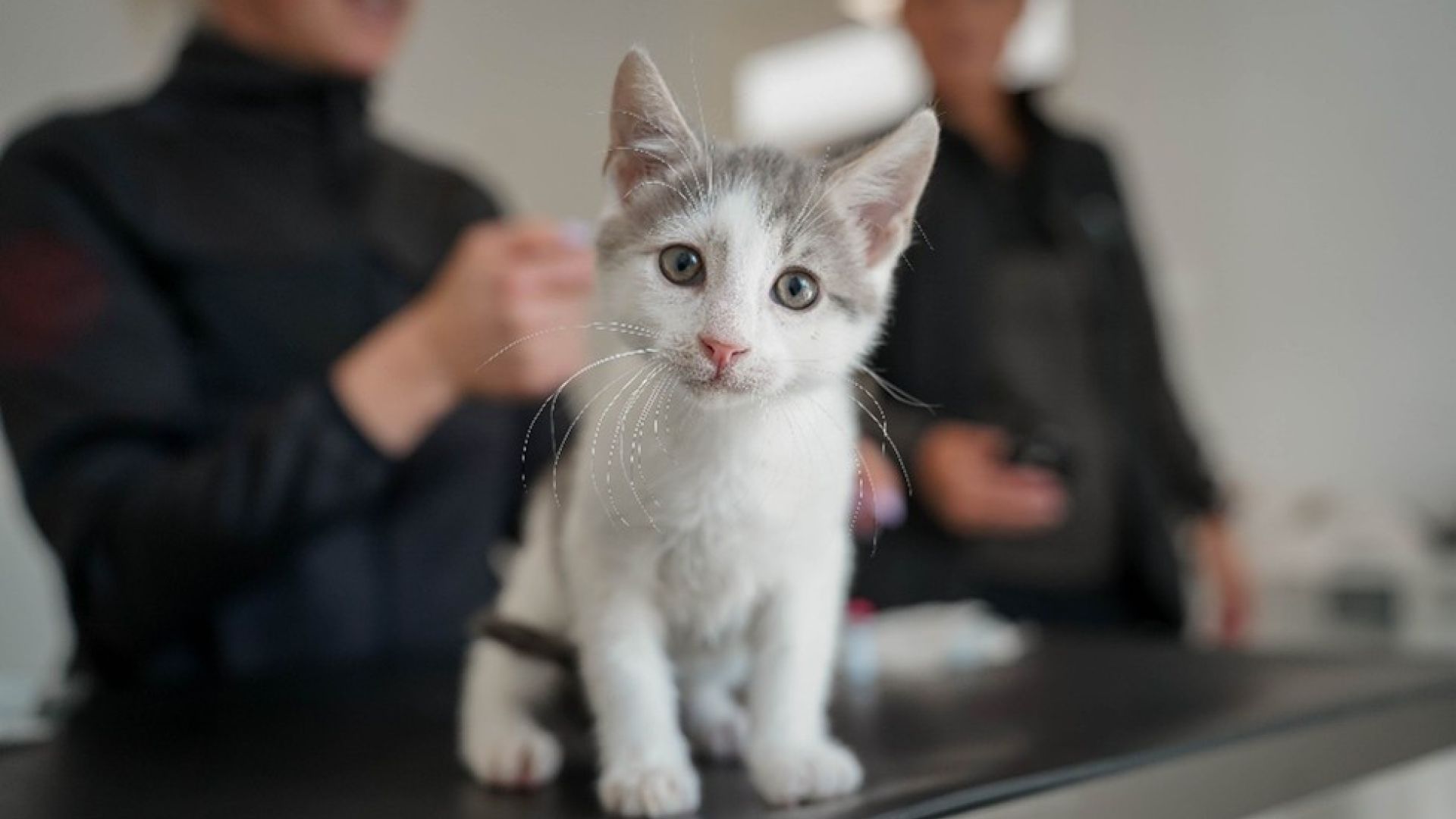 Gråhvid killing stirrer ind i kameraet, mens den bliver behandlet