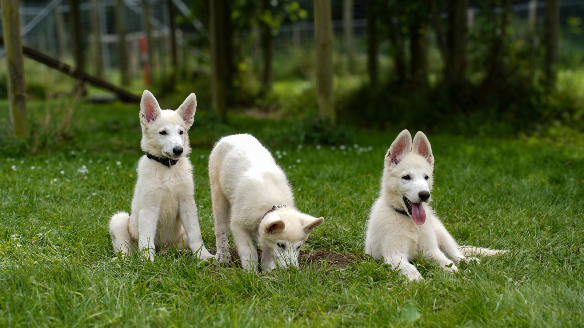 Tre hvide schæferhvalpe