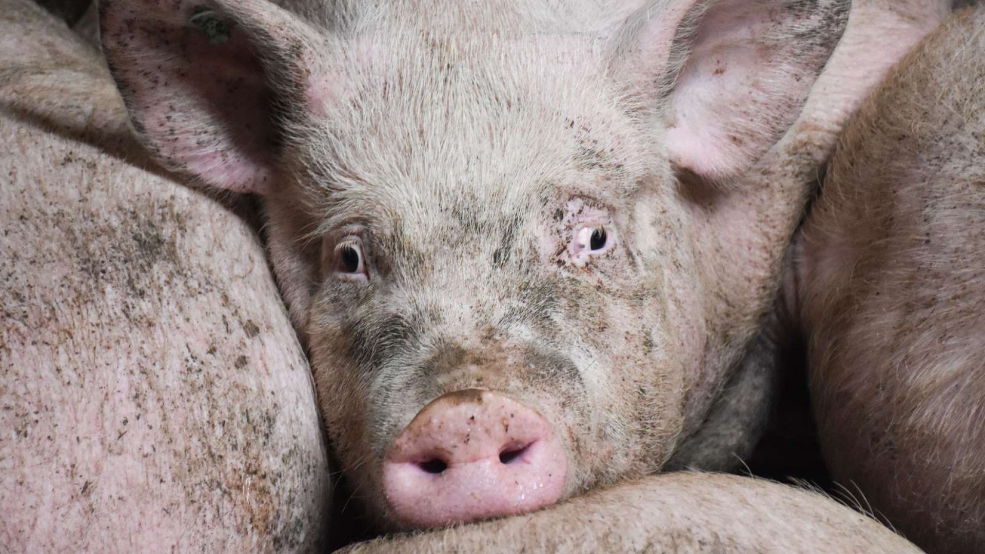 Statsrevisorers skarpe kritik dokumenterer årtiers politisk dobbelt-svigt af grisene. Foto: Dyrenes Beskyttelse