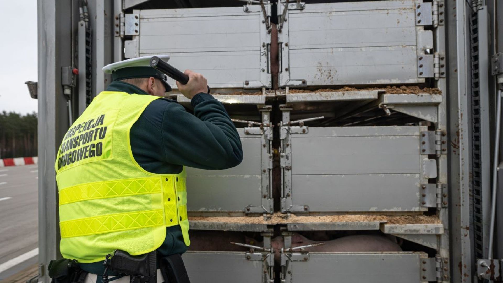 Kontrol af grisetransport