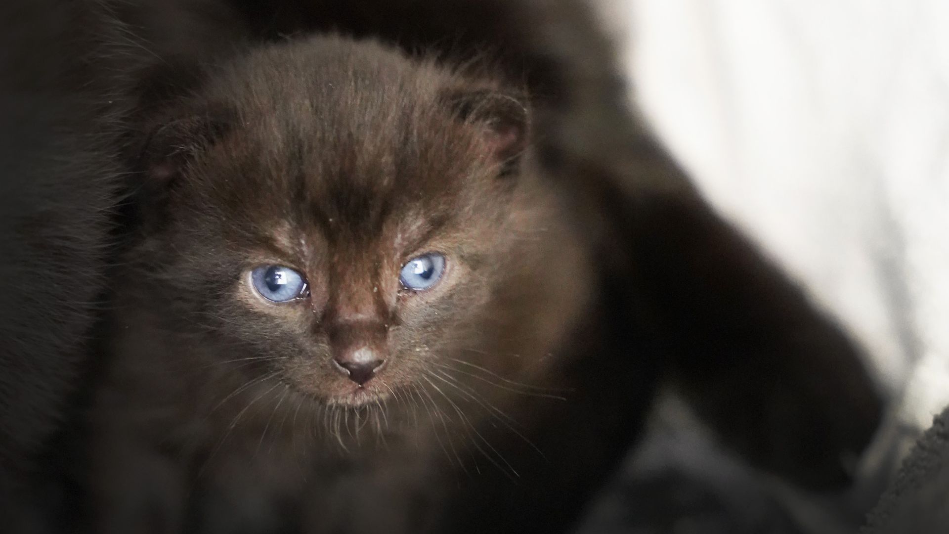 Sort killing med blå øjne