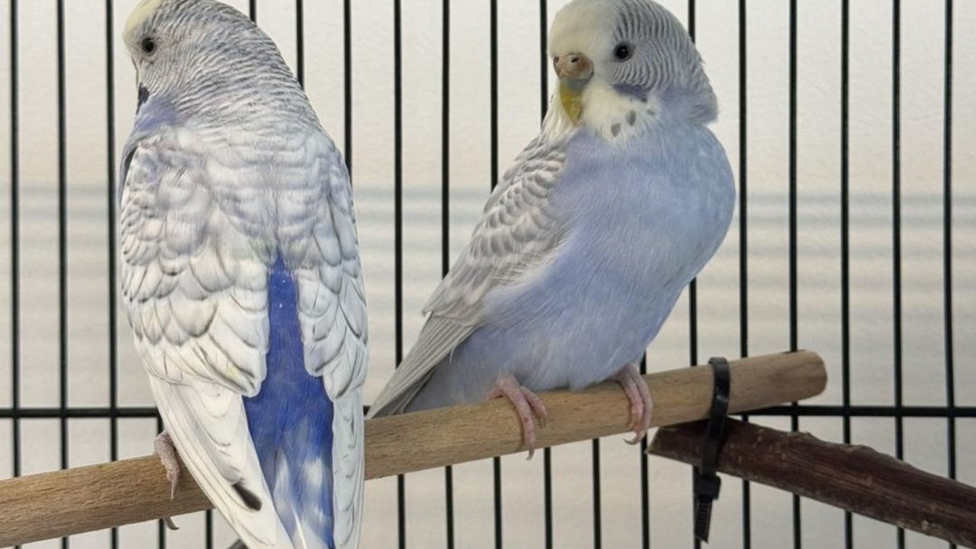 To lyseblå undulater der sidder på en pink i et fuglebur