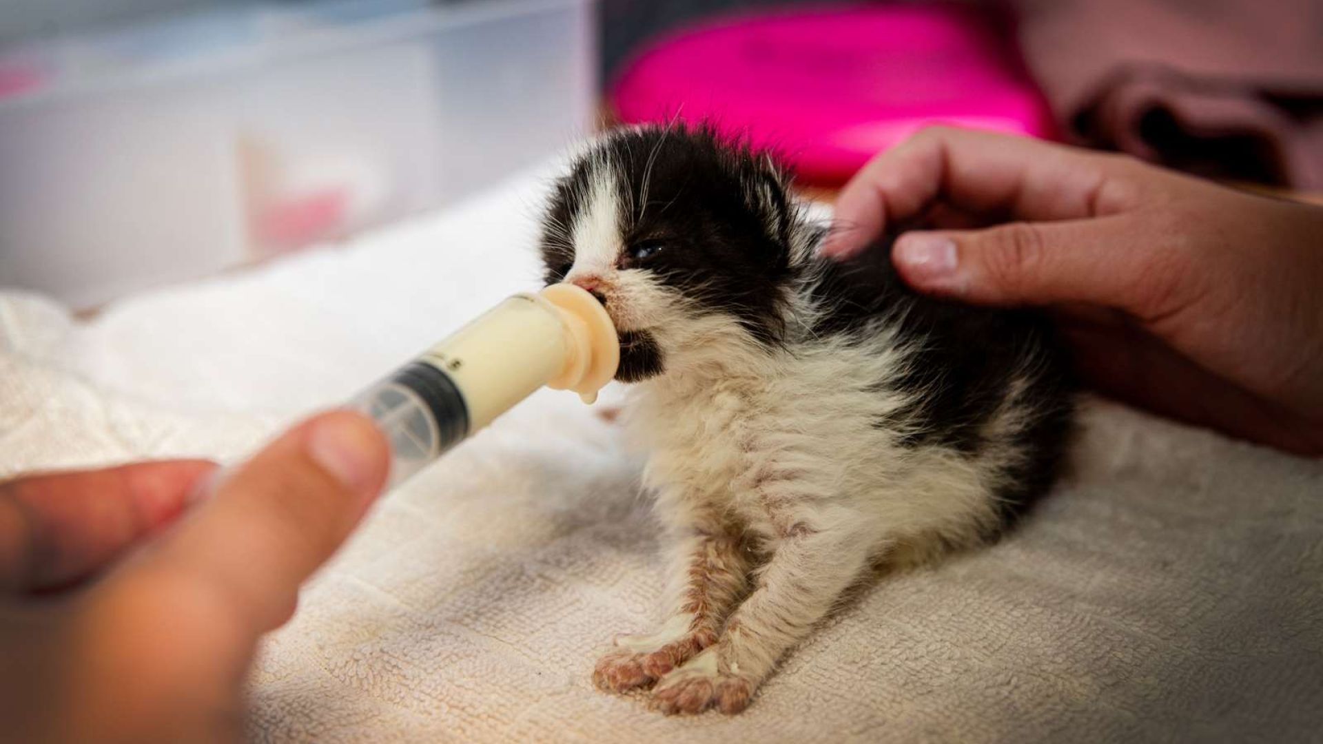 Lille sort-hvid killing bliver madet med sprøjte med modermælkserstatning.