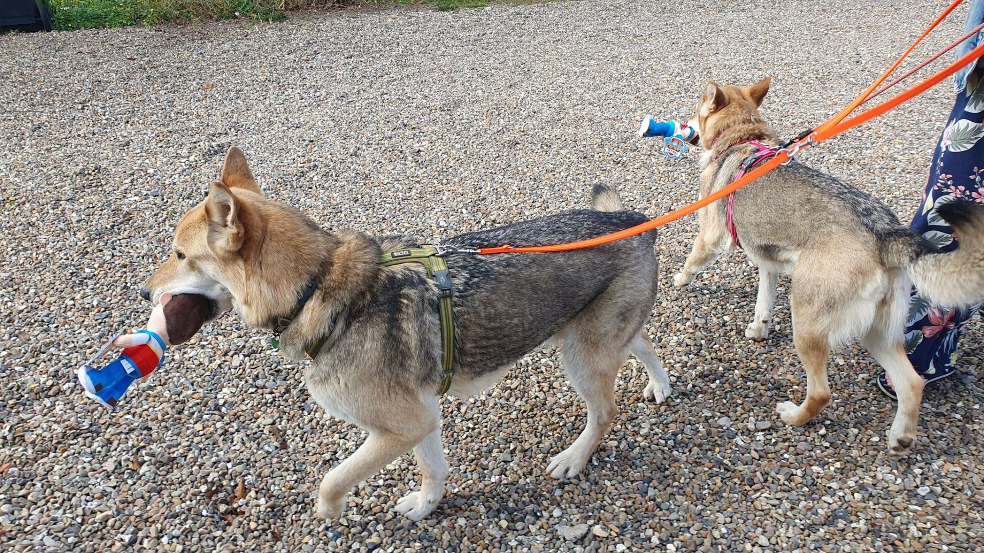 To hunde i orange snor