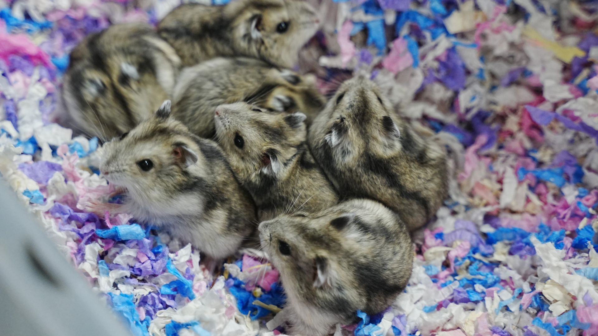 Hamsterne før de blev adskilt af internatets veterinærfaglige.