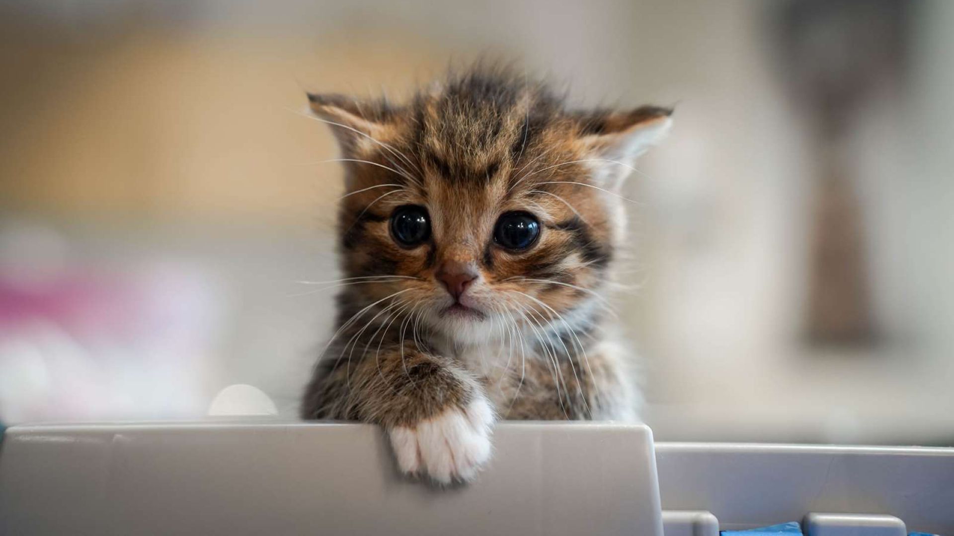 En killing ser meget trist ud