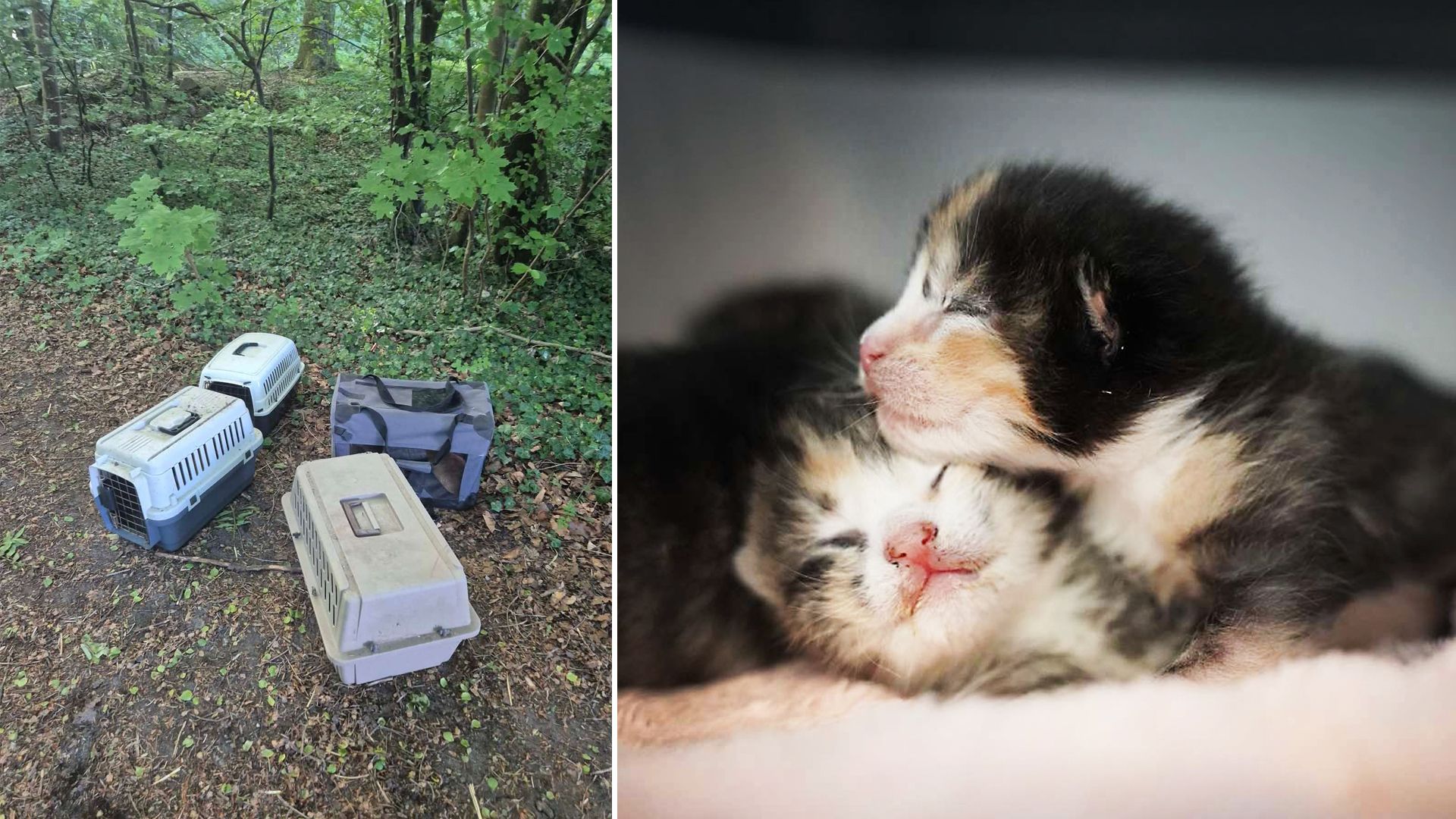 Billede af dumpede kattekasser i en skov - og et nærfoto af to killinger.