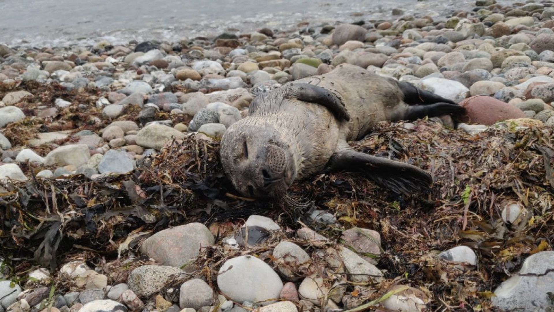 sæl på strand