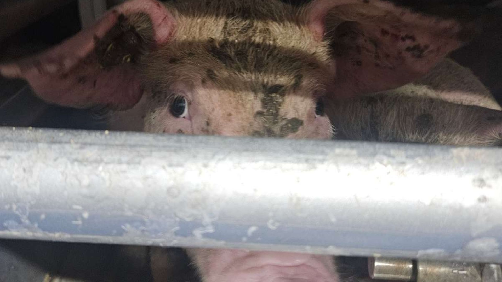 Gris på transport kigger ud mellem tremmer