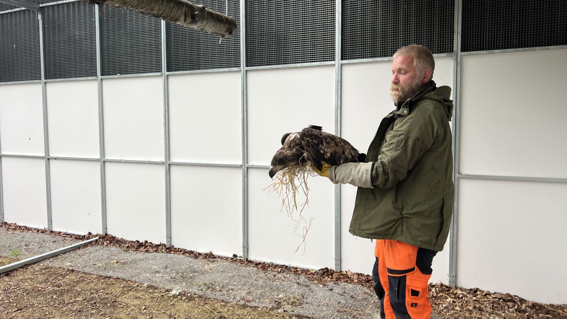 Vildtplejer holder ung havørn