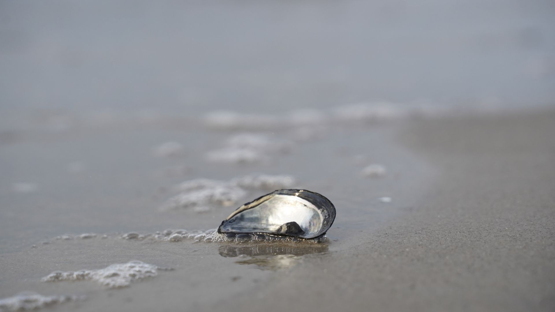 Musling på strand