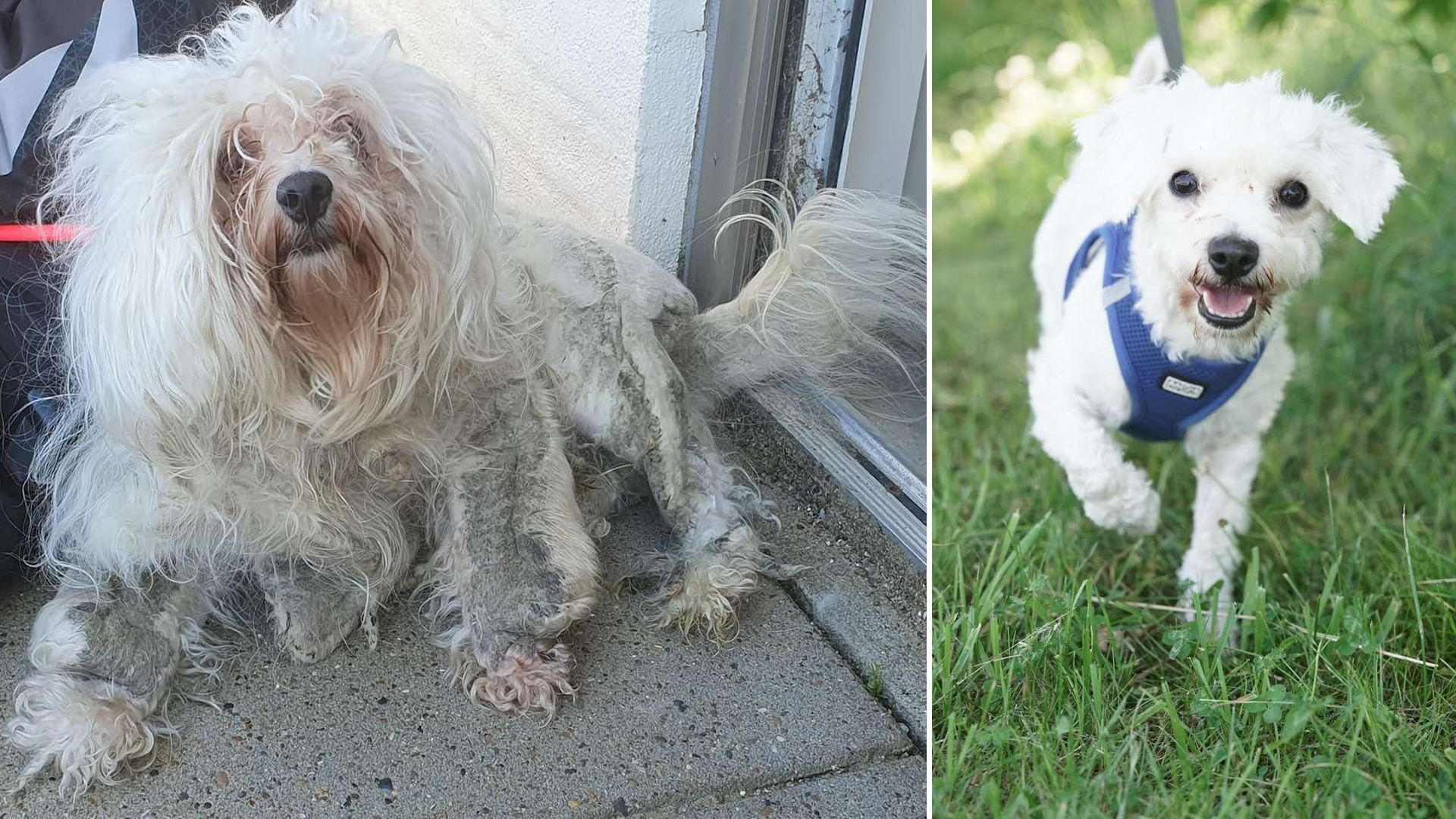 Et før og et efter billede af den lille hvide hund Bondi, som var i en forfærdelig stand, da den kom på internat.