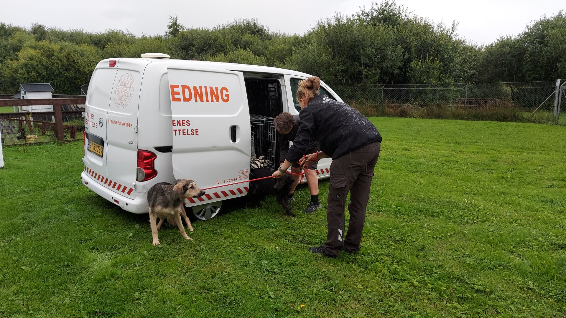En hund er i gang med at blive reddet af 1812